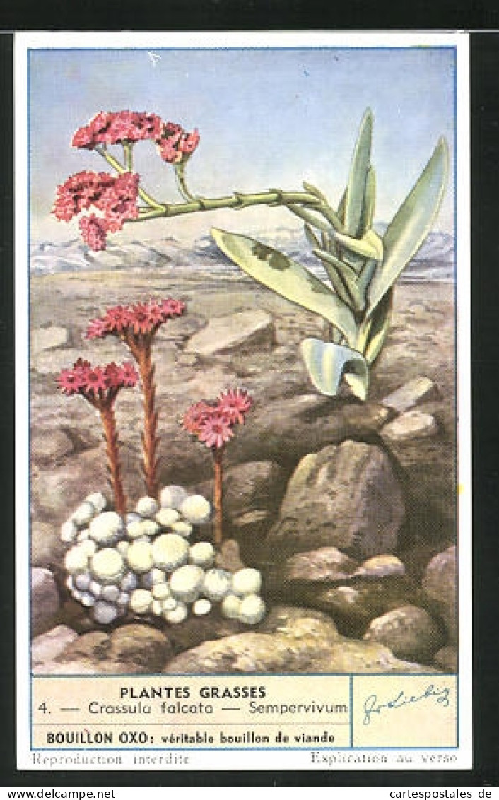 Sammelbild Liebig, Plantes Grasses, 4. - Crassula Falcata - Sempervivum  - Liebig