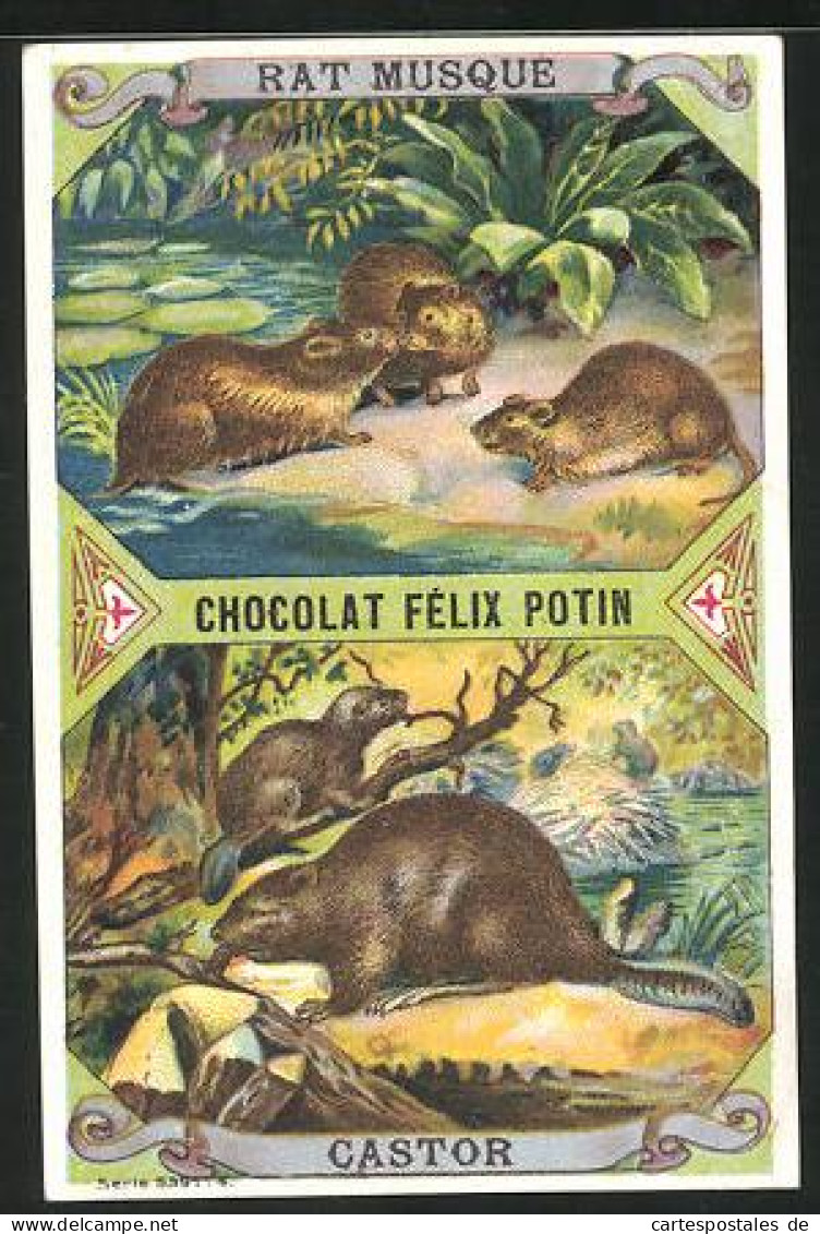 Sammelbild Chocolat Felix Potin, Rat Musque & Castor, Biber  - Autres & Non Classés