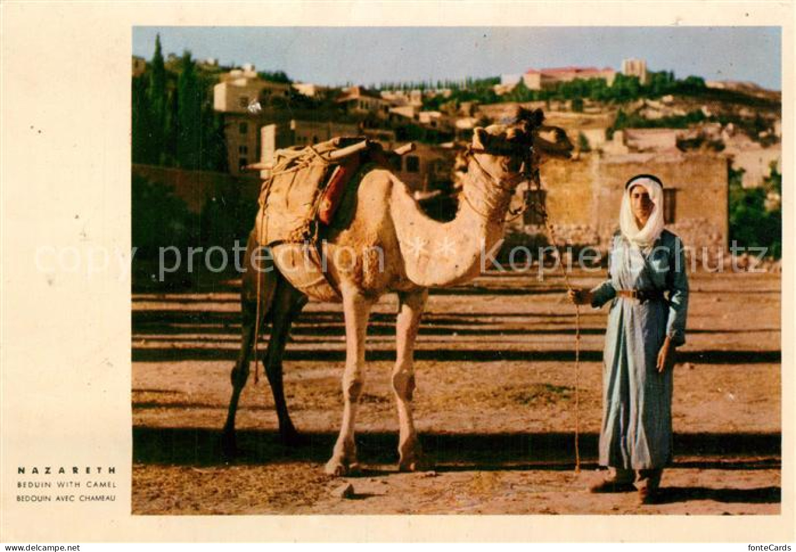 73520736 Nazareth Israel Beduine Mit Kamel Nazareth Israel - Israel