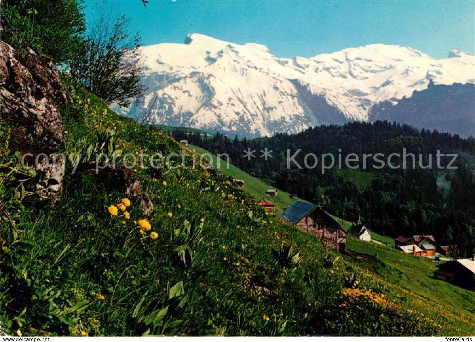 13300504 Schwand Engelberg Bergwiesen Bergdorf Mit Titlis Urner Alpen Alpenpanor - Autres & Non Classés