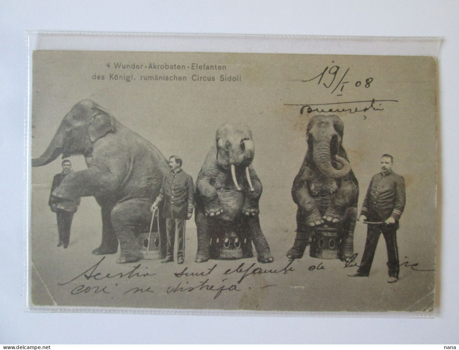 Romania:Cirque Sidoli,carte Pos.voyage 1908/Circus Sidoli:Elephants Dressage,mailed Postcard 1908 - Cirque