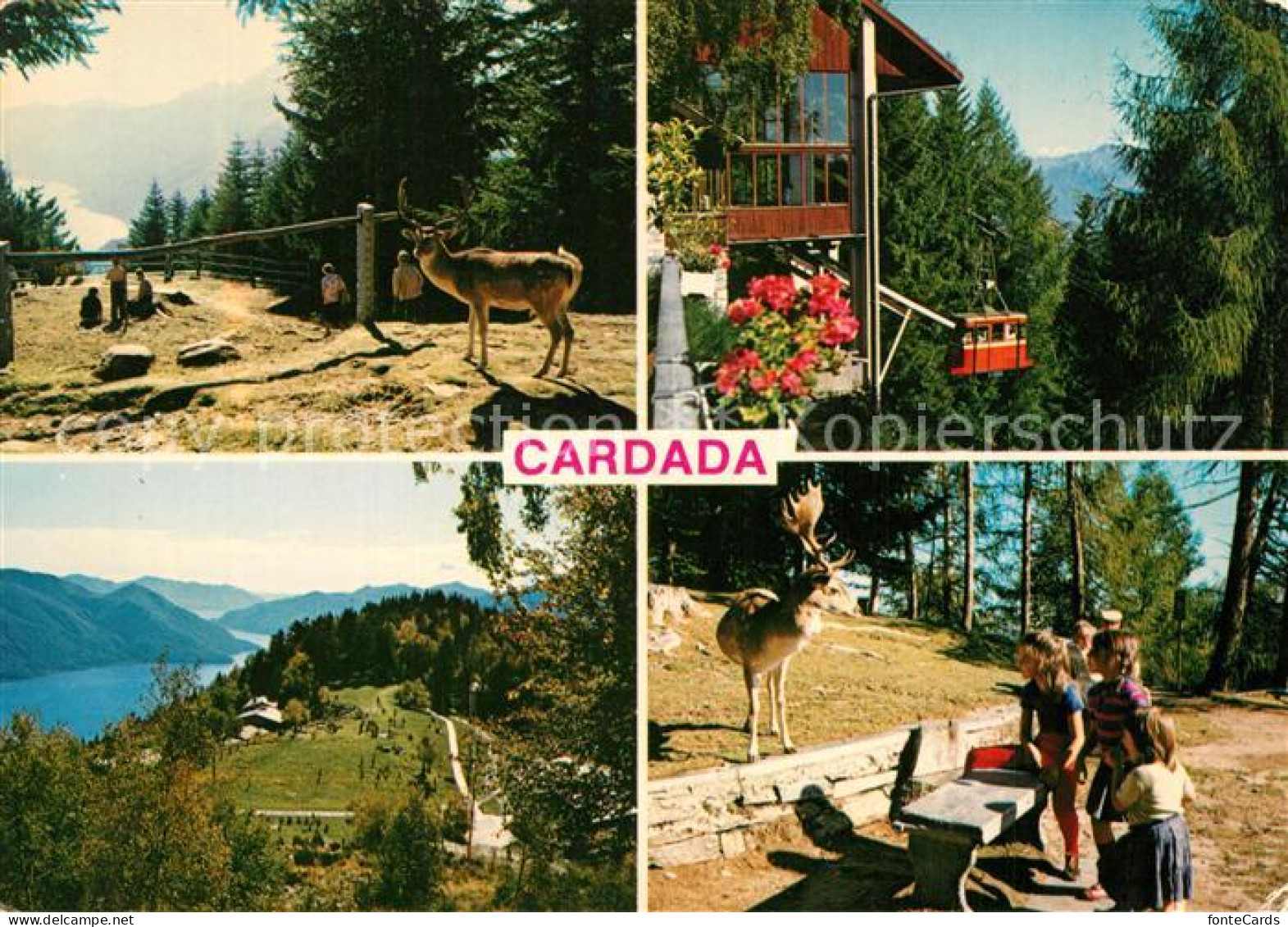 13268711 Cimetta Locarno Wildpark Seilbahn  Cimetta Locarno - Autres & Non Classés