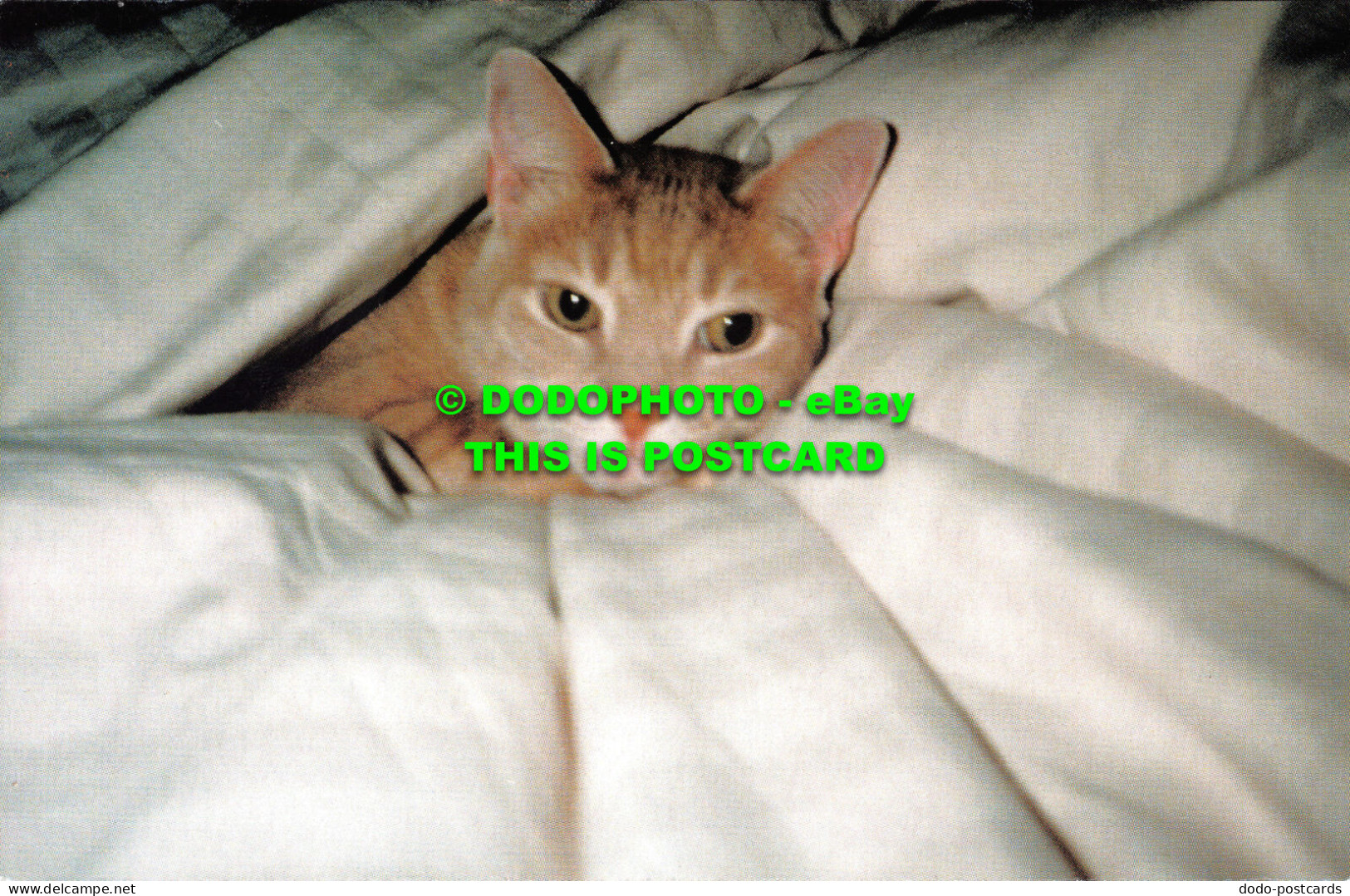 R524938 Cat In The Bed. NSAL. PDSA Work Together To Protect And Care For Disadva - World