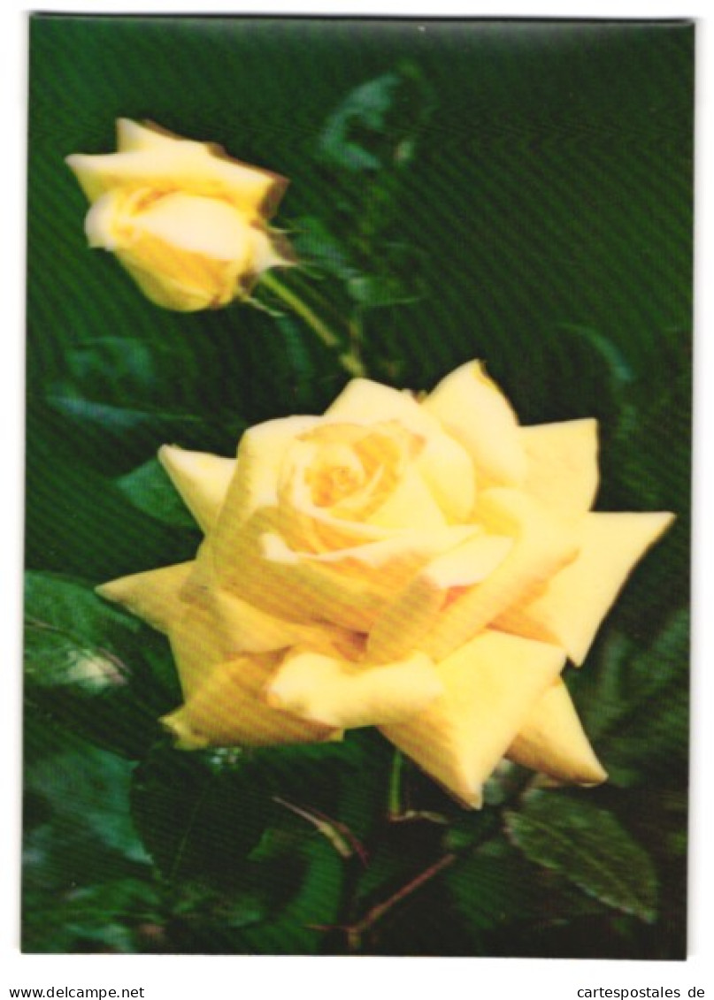 3D-AK Zwei Gelbe Rosen  - Photographie