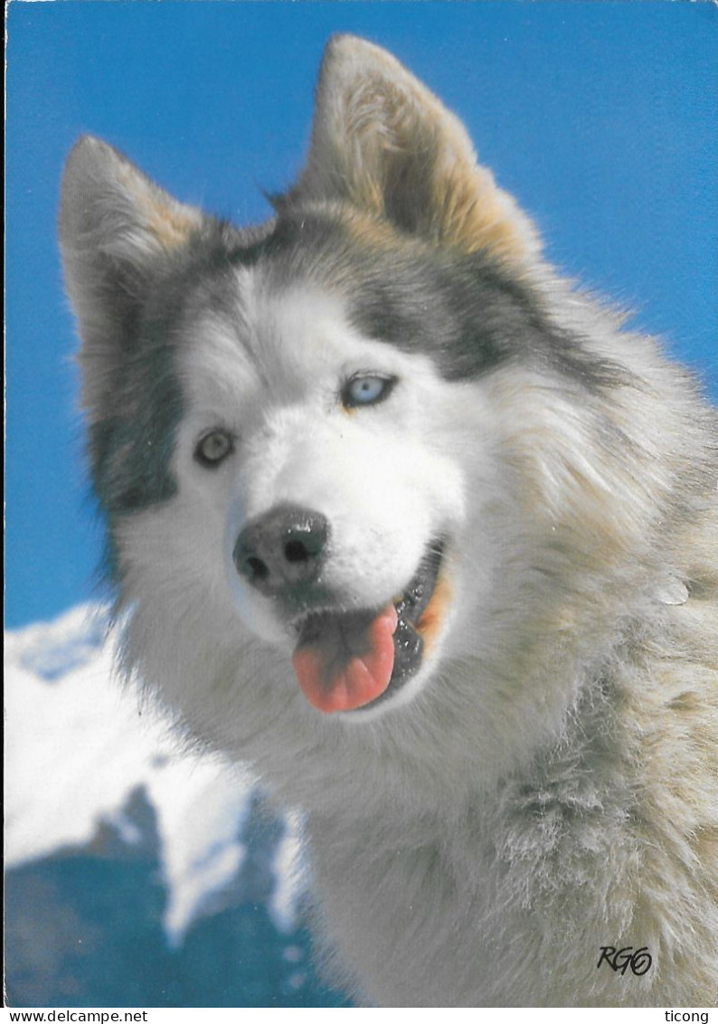 THEME CHIEN LE HUSKY - CARTE DE 1996 DES EDITIONS EDY A CHAMBERY SAVOIE, VOIR LE SCANNER - Honden