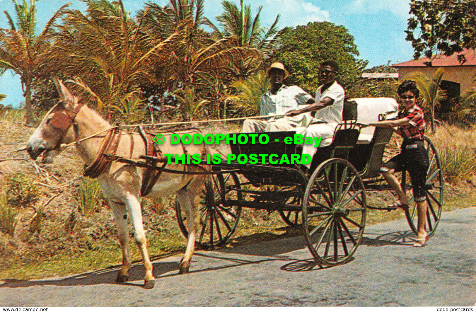 R525158 W. I. Barbados. Old Donkey Drawn Buggy On A Country Road. C. L. Pitt. Pl - World