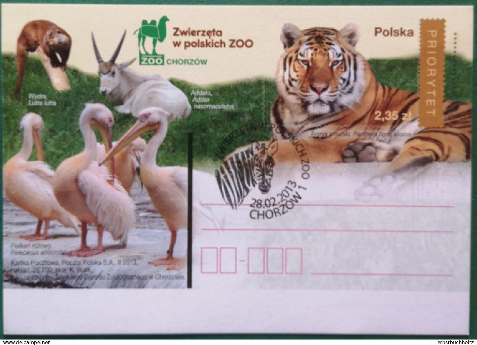 Polen Bildpostkarte 2013 Zoo Chorzow Mit Pelikan Tiger SSt Zebra - Nuovi