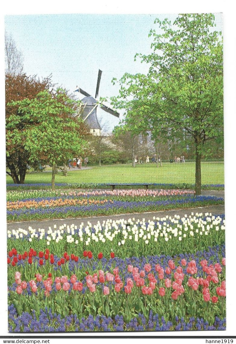 Lisse Keukenhof Windmolen Bloemen Mill Moulin Flowers Fleurs AK Foto Prentkaart Zuid Holland Nederland Htje - Lisse