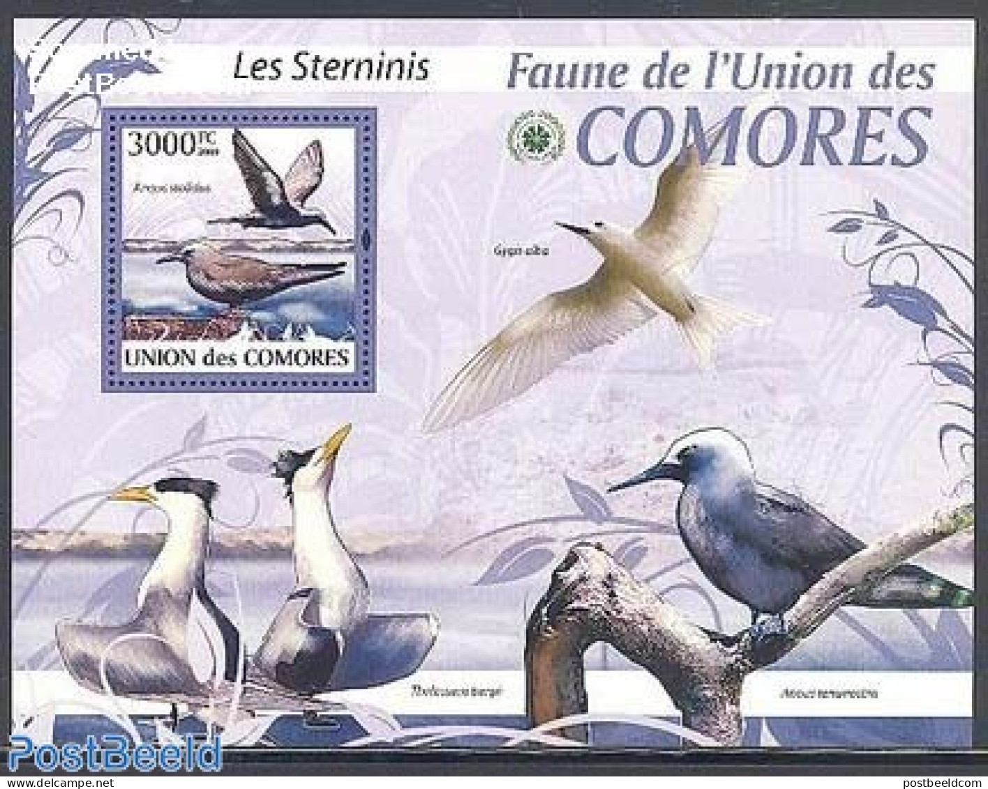 Comoros 2009 Terns S/s, Mint NH, Nature - Birds - Komoren (1975-...)