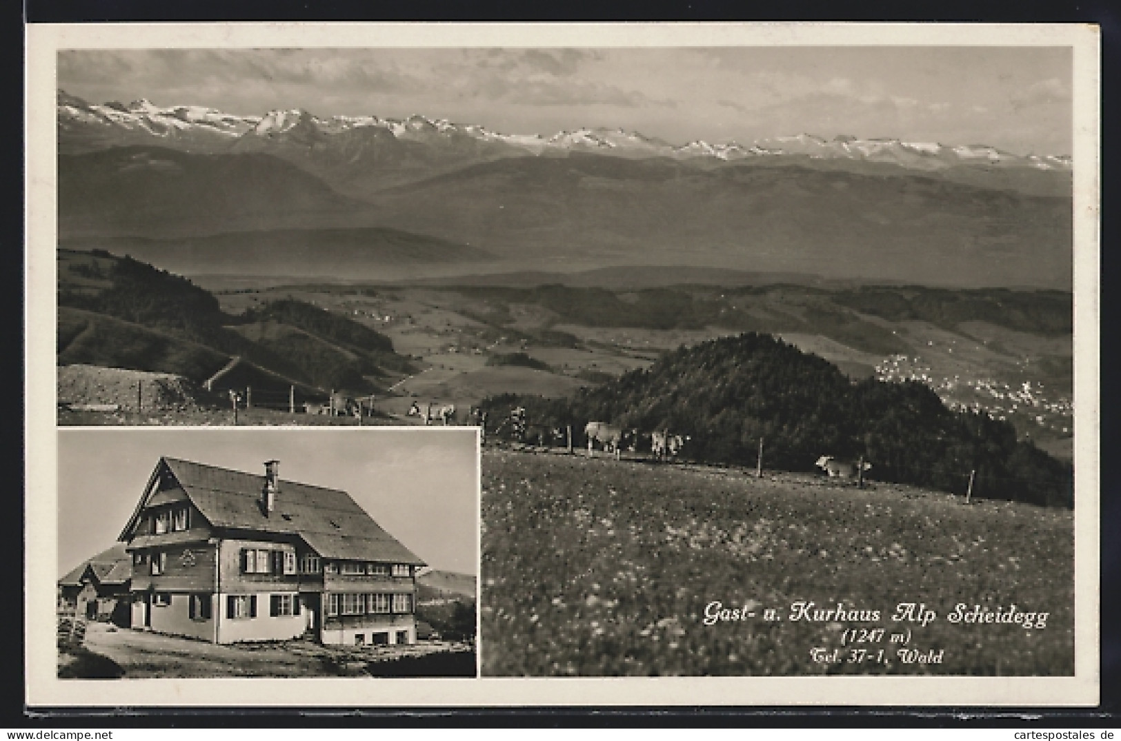 AK Scheidegg, Gast-und Kurhaus Alp, Blick Auf Die Alpen Mit Kühen  - Otros & Sin Clasificación