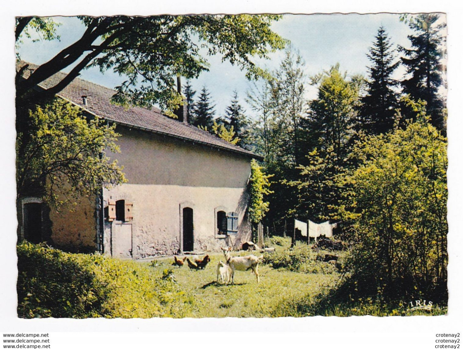 88 Vieille Ferme Vosgienne VOIR ZOOM Chèvre Et Son Petit Lessive étendue Poule - Altri & Non Classificati