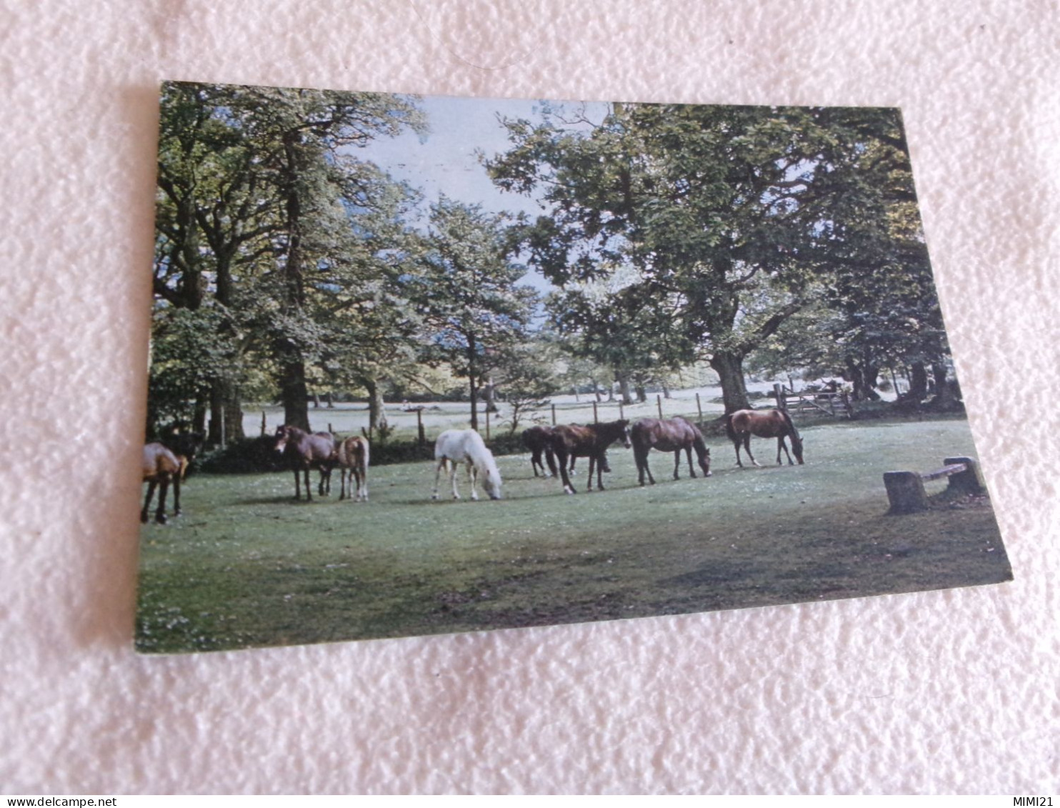 BELLE CARTE "NEW FOREST PONIES"....FLAMME PORTSMOUTH - Chevaux