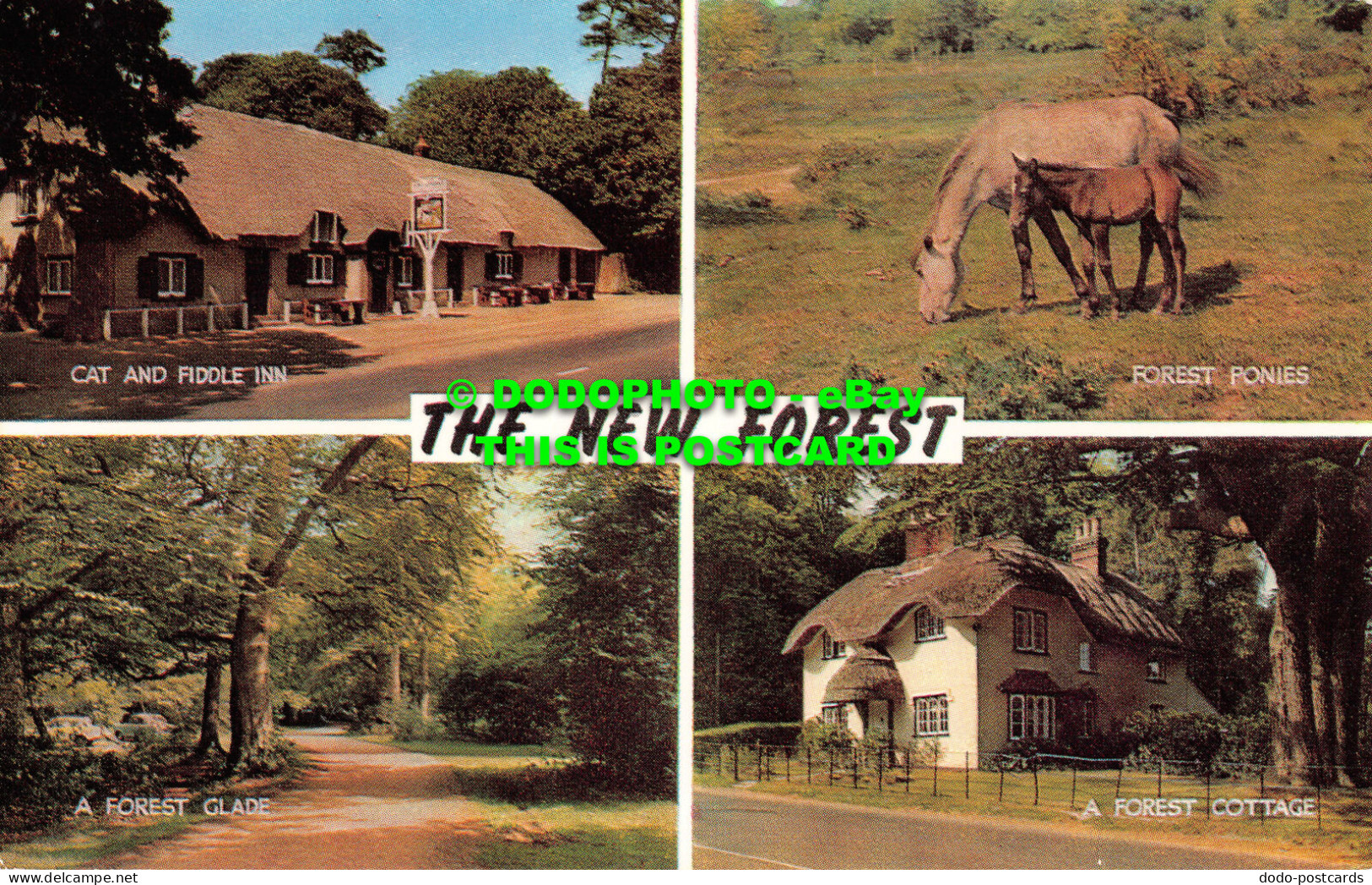 R525250 The New Forest. A Forest Cottage. A Forest Glade. J. Salmon. Cameracolou - Monde