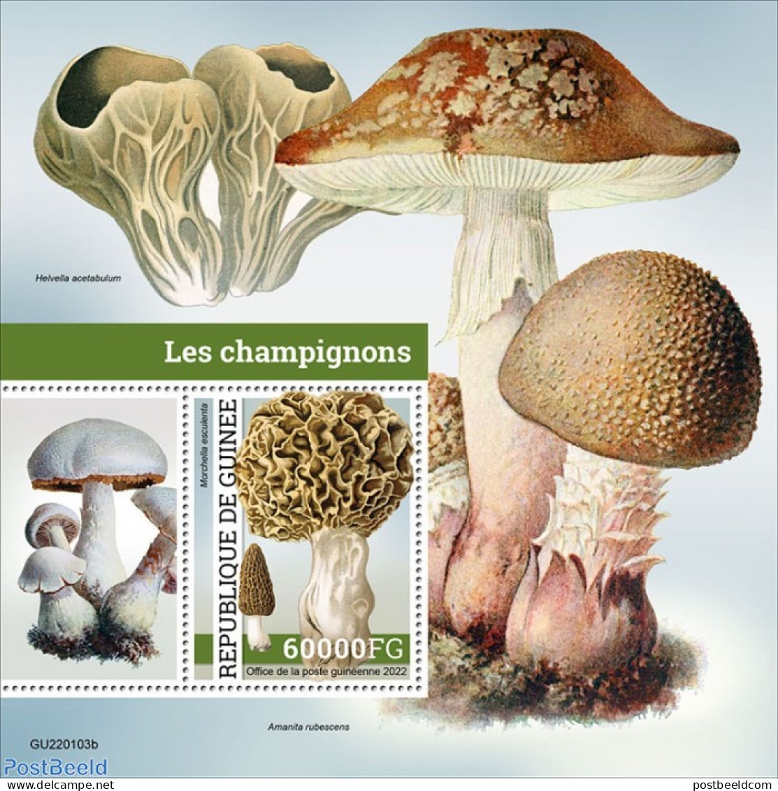 Guinea, Republic 2022 Mushrooms, Mint NH, Nature - Mushrooms - Mushrooms