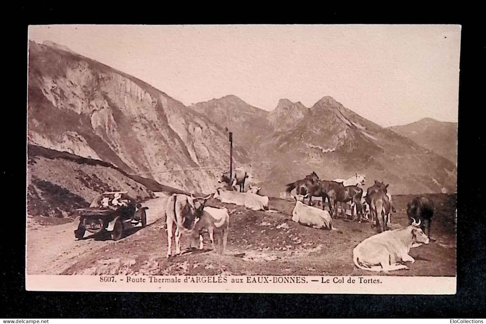 Cp, 64, Route Thermale D'Argeles Aux Eaux Bonnes, Le Col De Tortes, Automobile, Vaches, Ed. R. Bergevin, N° 8607 - Sonstige & Ohne Zuordnung