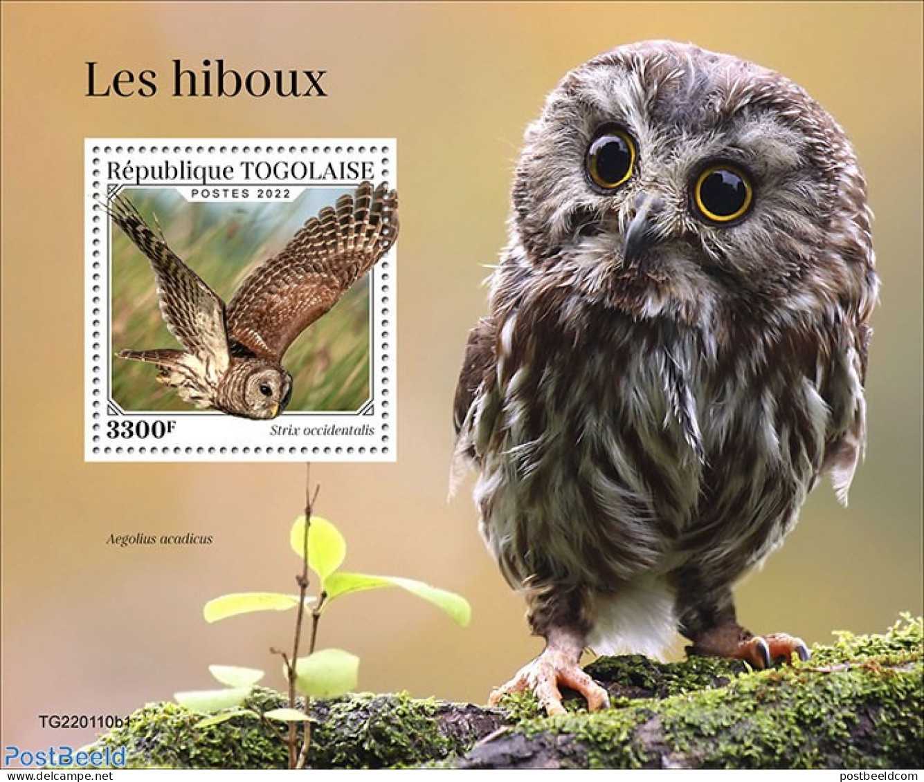 Togo 2022 Owls, Mint NH, Nature - Birds - Birds Of Prey - Owls - Togo (1960-...)