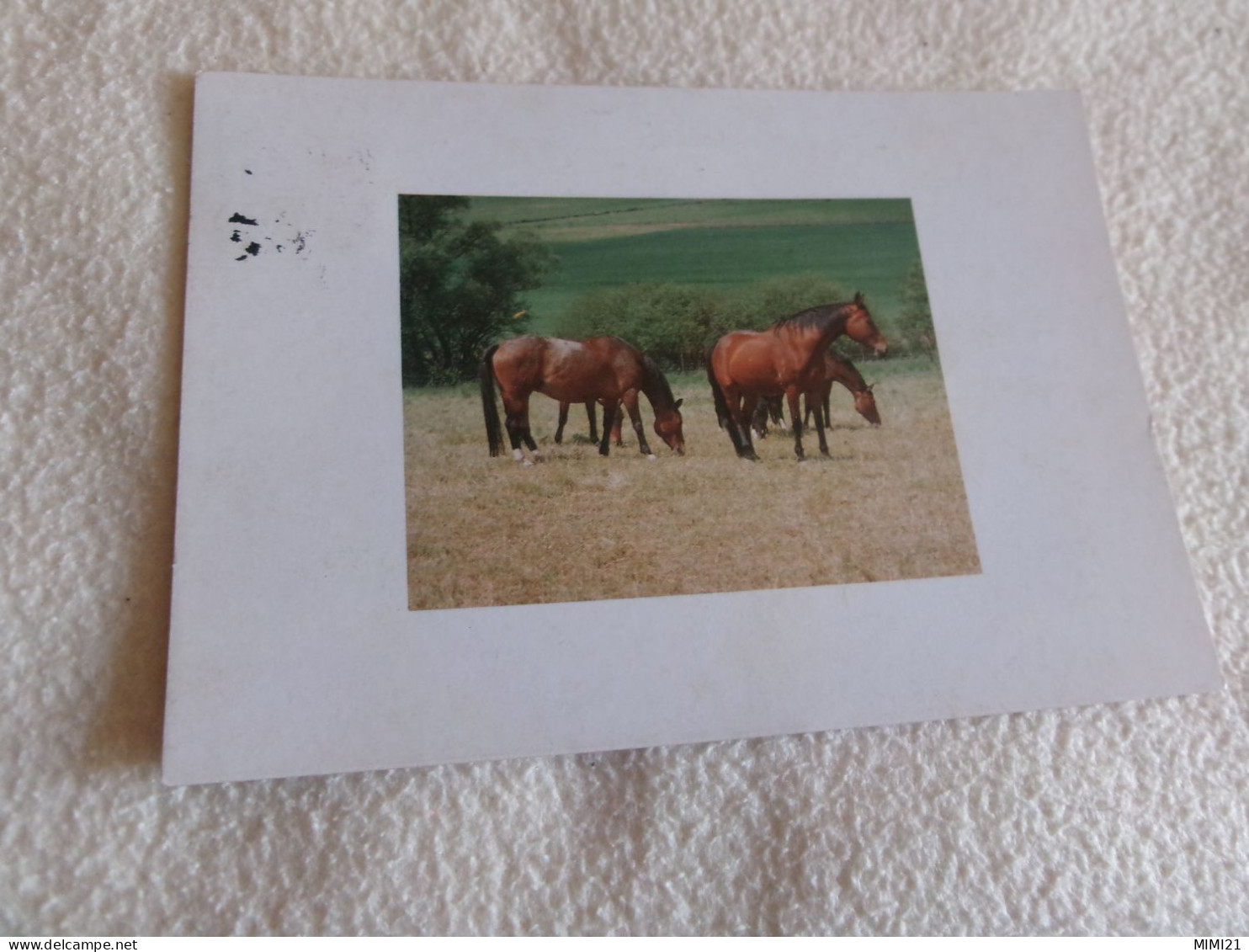 BELLE CARTE "CHEVAUX AU PATURAGE"..CACHET ANDENNE BELGIQUE 1997 - Pferde