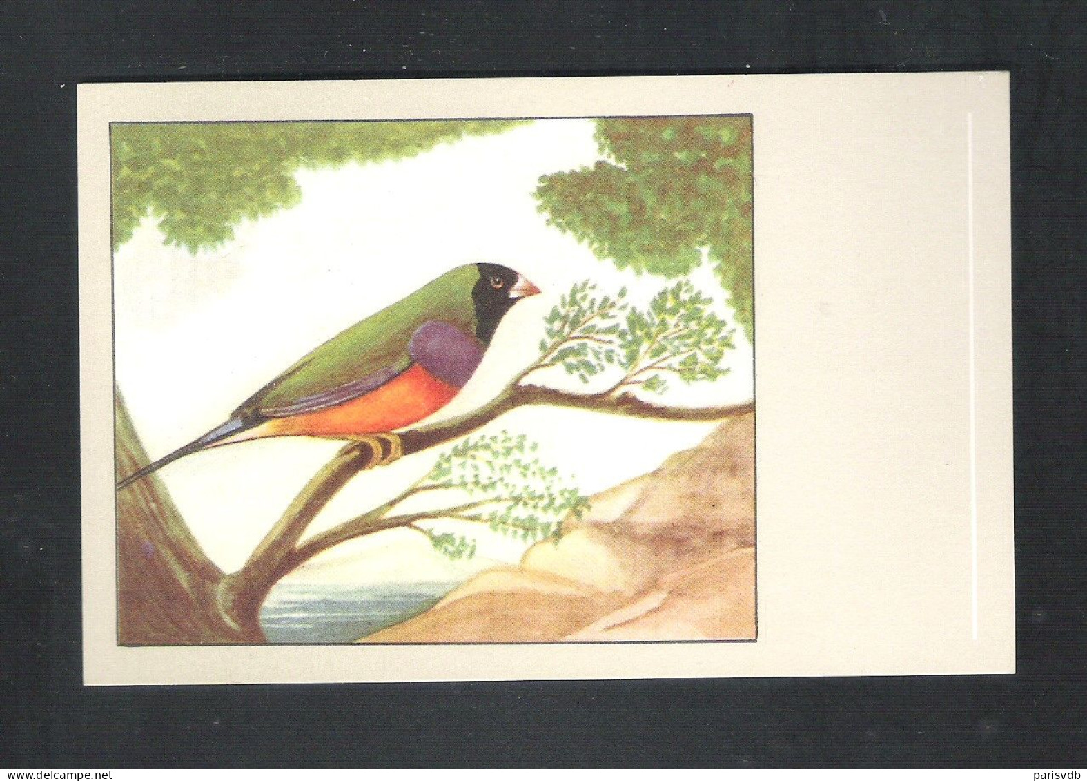 VOGEL - OISEAU - ZWARTKOP GOULD-AMANDINE-  SLUIS N° 33   (13.600) - Vogels