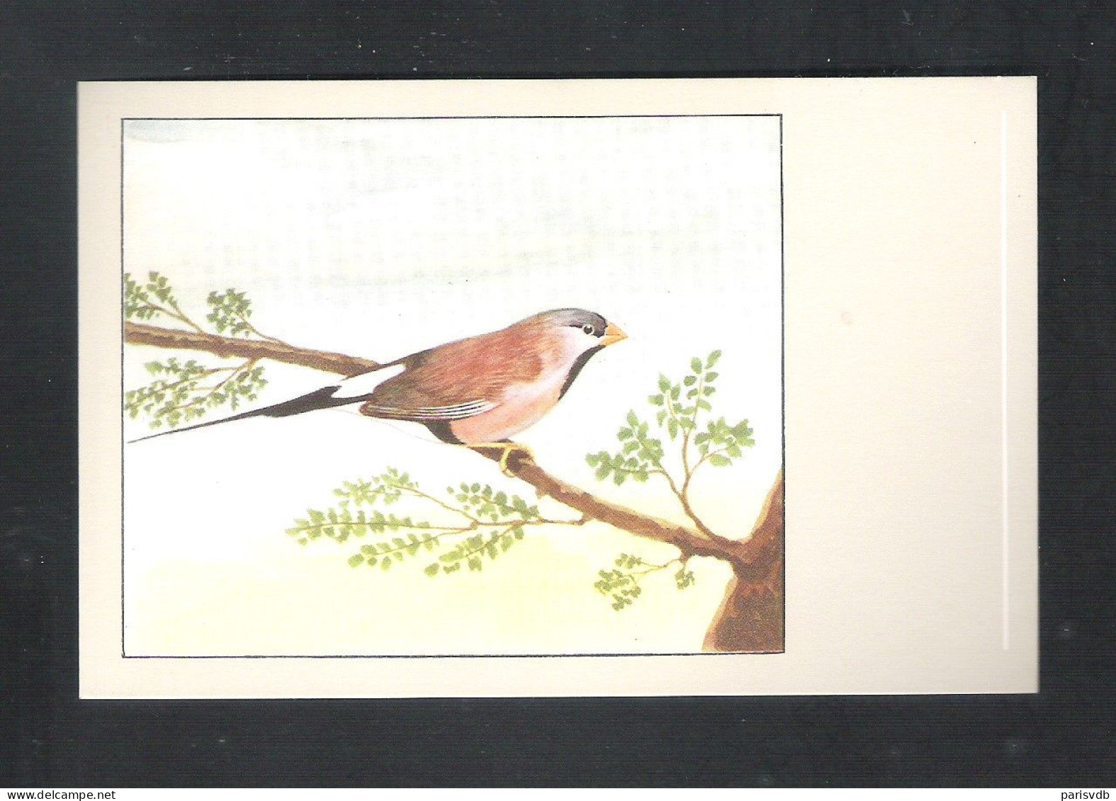 VOGEL - OISEAU - SPITSSTAARTAMANDINE -  SLUIS N° 29  (13.619) - Oiseaux