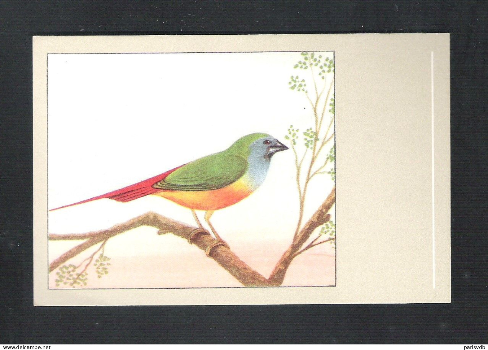 VOGEL - OISEAU - INDISCHE NONPAREIL -  SLUIS N° 19  (13.622) - Birds