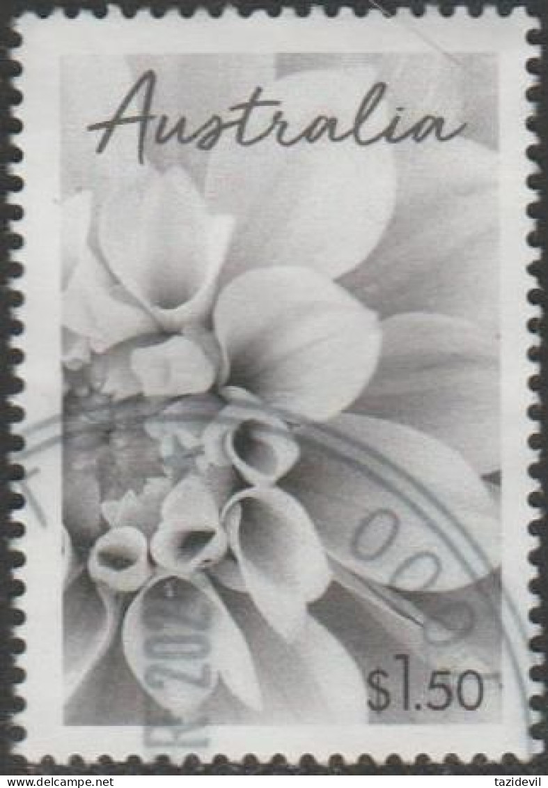 AUSTRALIA - USED 2024 $1.50 Special Occasions - Dahlia - Flower - Used Stamps