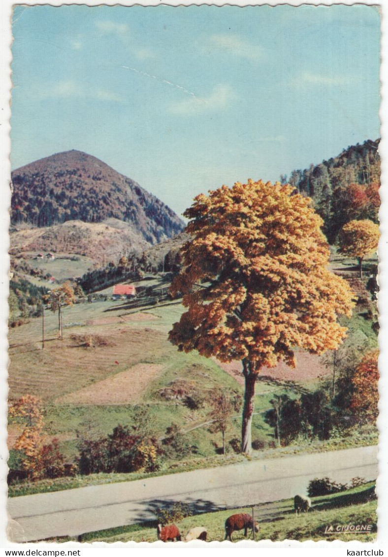 88.081.21 - Patures ... - (France) - Vosges 1963 - Sonstige & Ohne Zuordnung