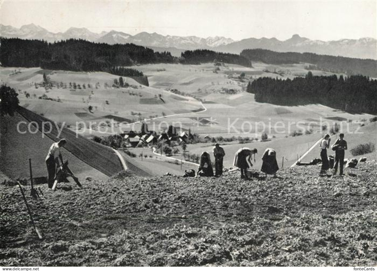 13219704 Biel Bienne Landwirtschaft  Biel Bienne - Sonstige & Ohne Zuordnung