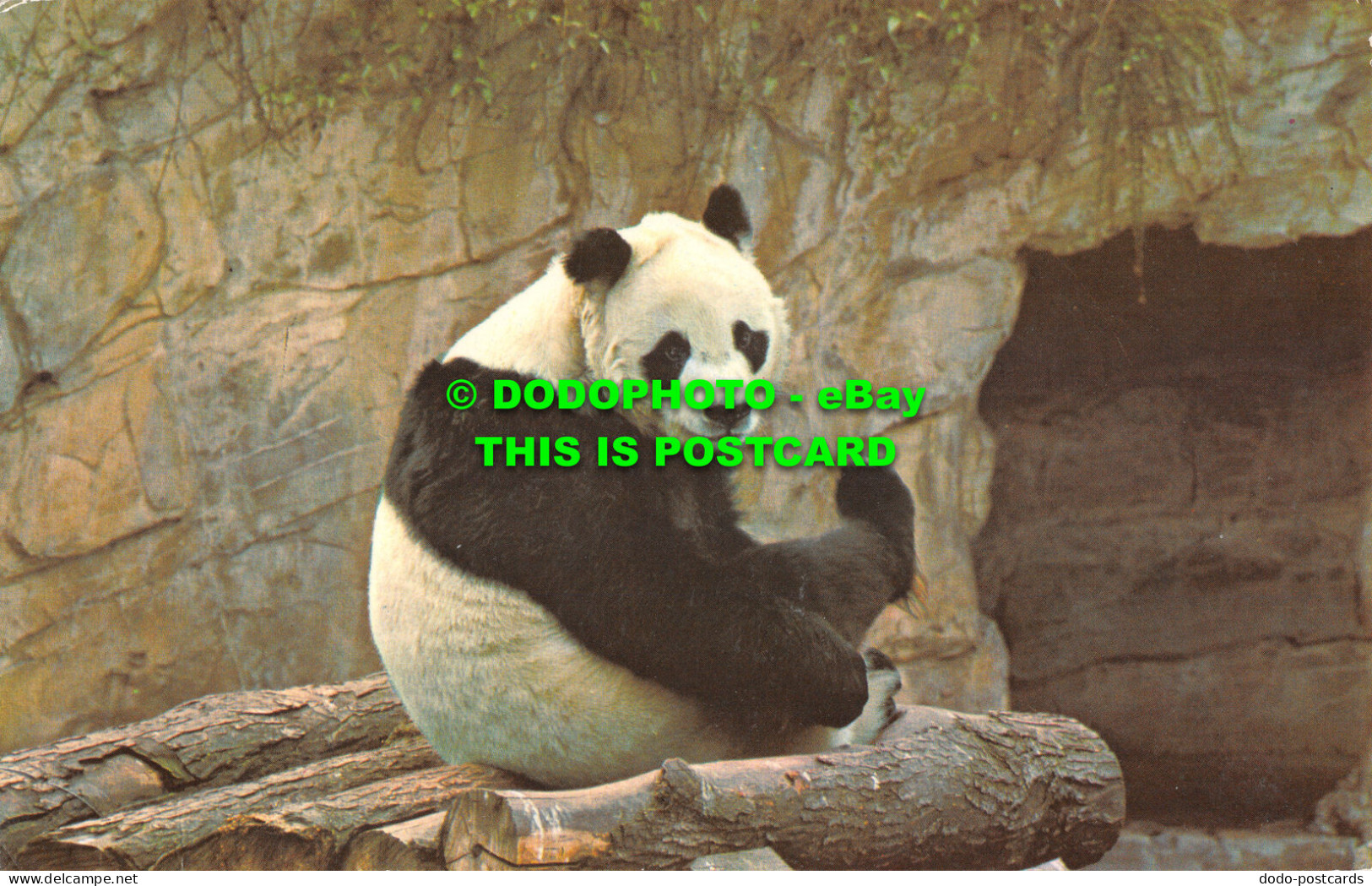 R525782 Giant Panda. Chi Chi. M. Lyster. The Zoological Society Of London. Londo - Altri & Non Classificati