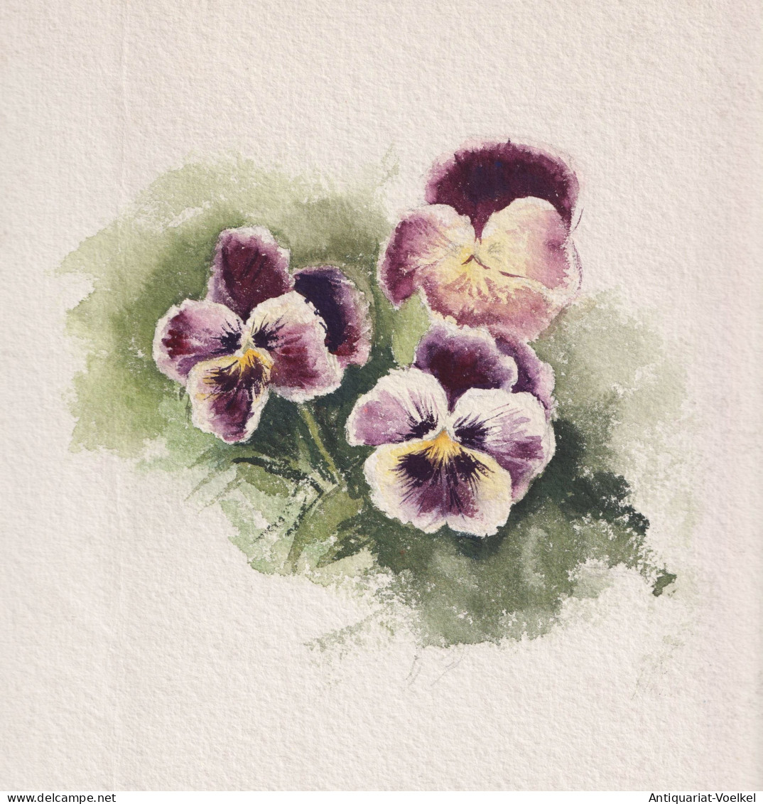(Veilchen Viola Violet / Blume Flower / Botanik Botany) - Zeichnung Dessin Drawing - Estampes & Gravures