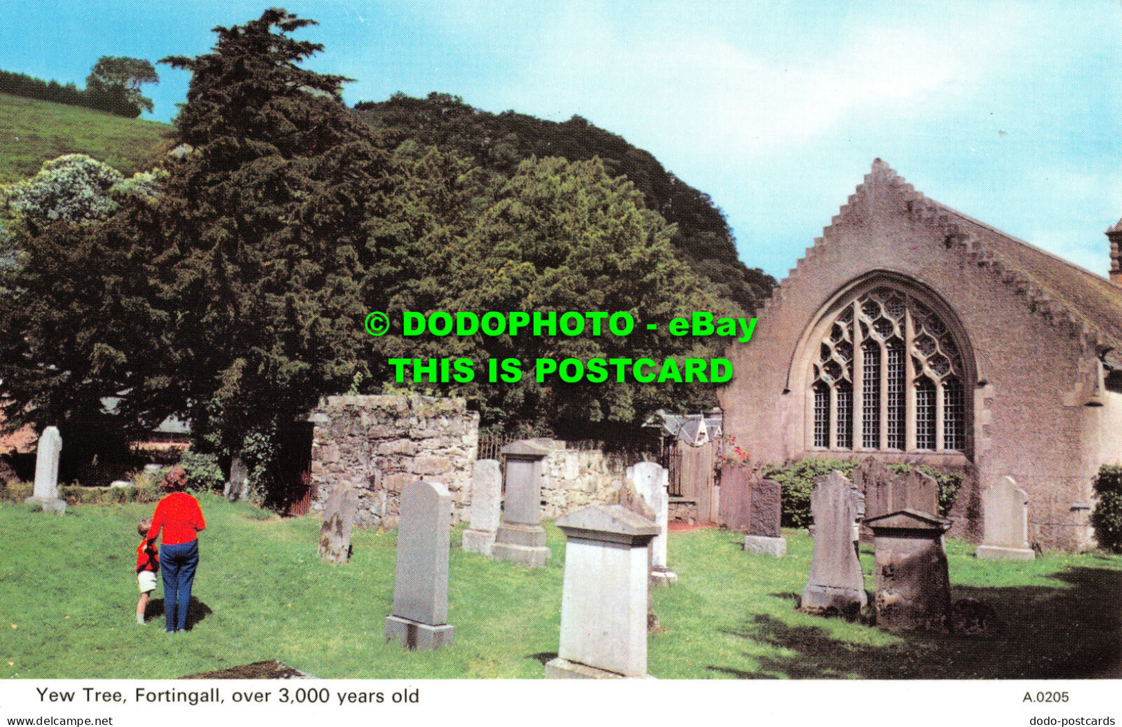 R526096 Yew Tree. Fortingall Over 3000 Years Old. A. 0205. Dennis - Monde