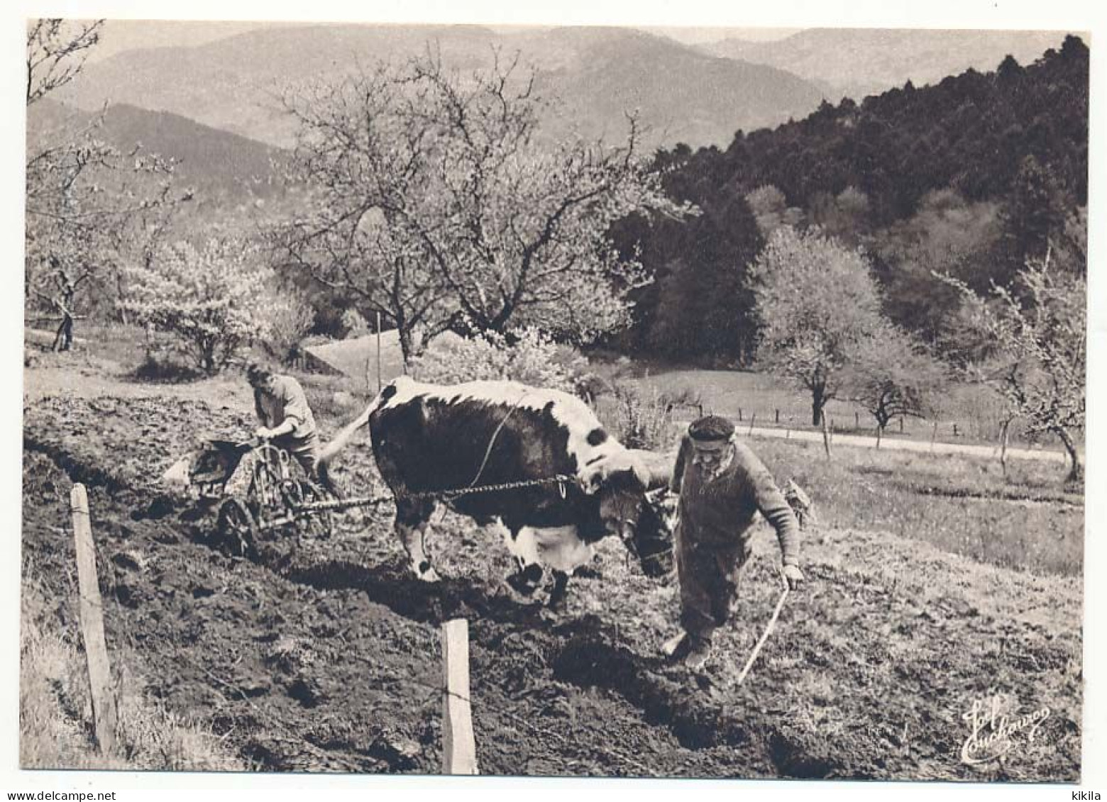 CPSM / CPM 10.5 X 15 Photographe JOËL COUCHOURON Les Vosges Le Labour  Bœuf   Charrue - Otros & Sin Clasificación