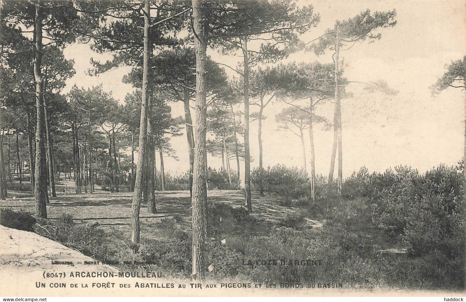 ARCACHON : UN COIN DE LA FORET AU TIR AUX PIGEONS - Arcachon