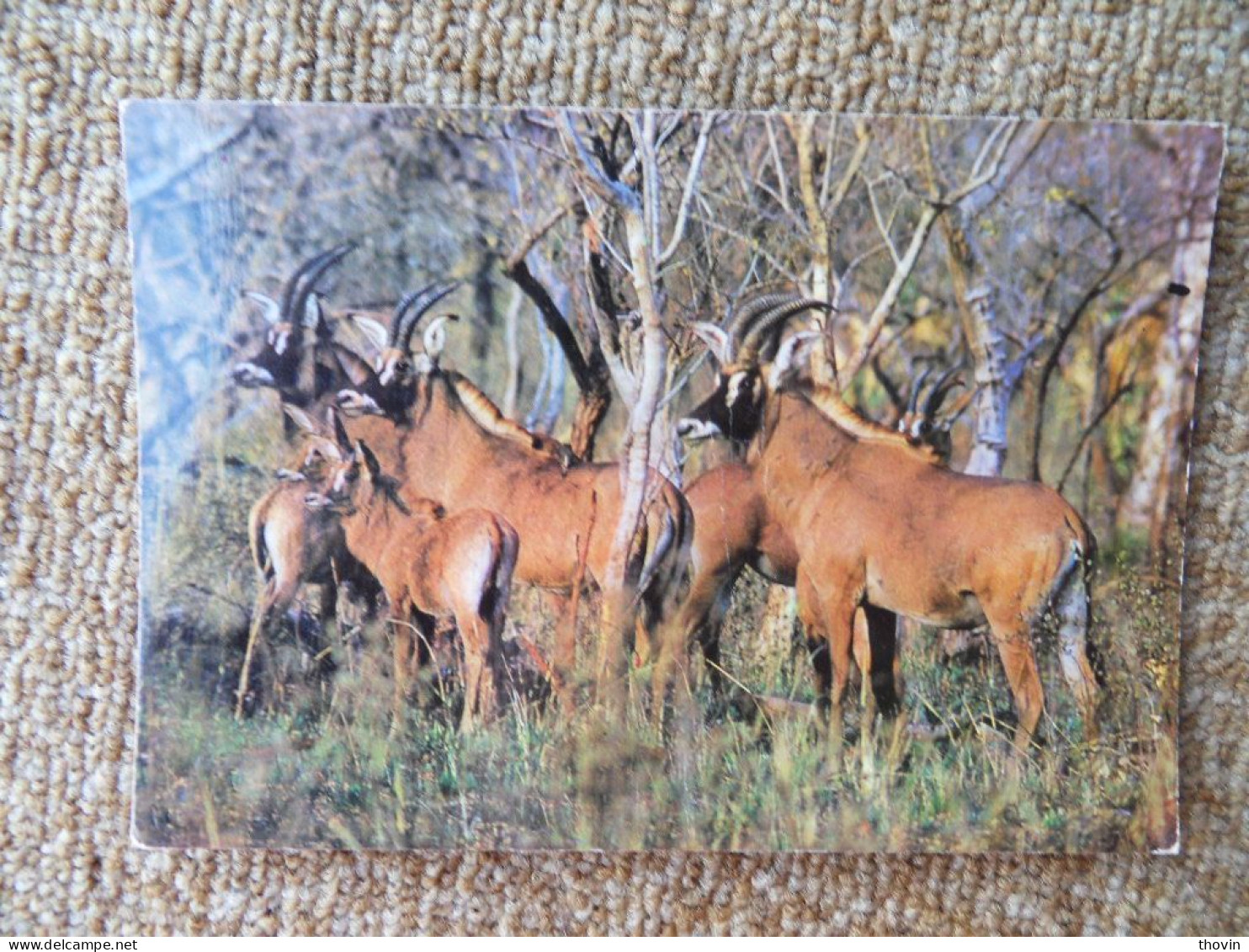 KB10/1391-Sénégal Parc National Du Niokolo Koba Harde D'antilopes Cheval (Koba) - Senegal