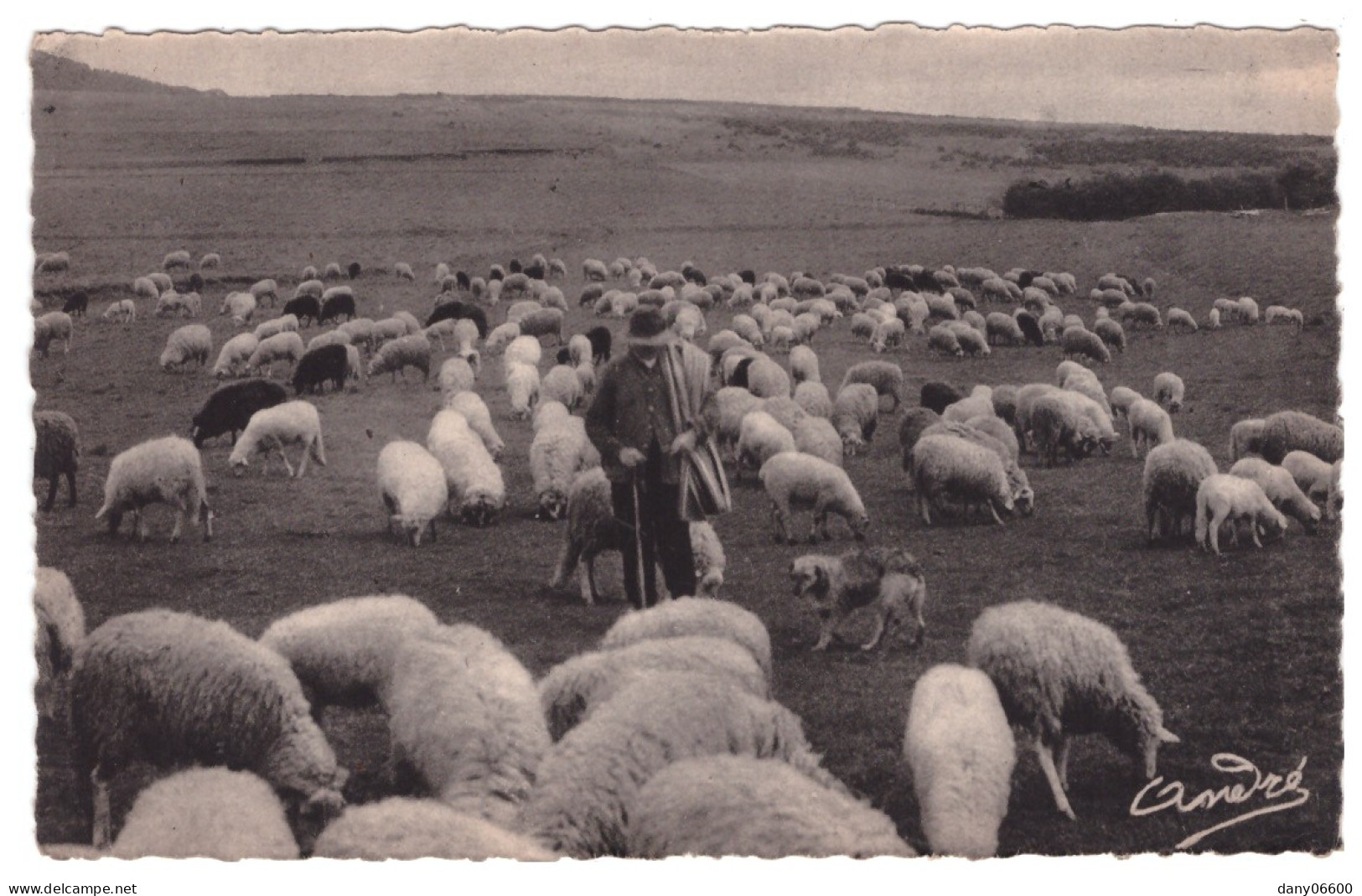 SUR LES HAUTS PLATEAUX, PASTORALE, (moutons Au Pâturage) - Otros & Sin Clasificación