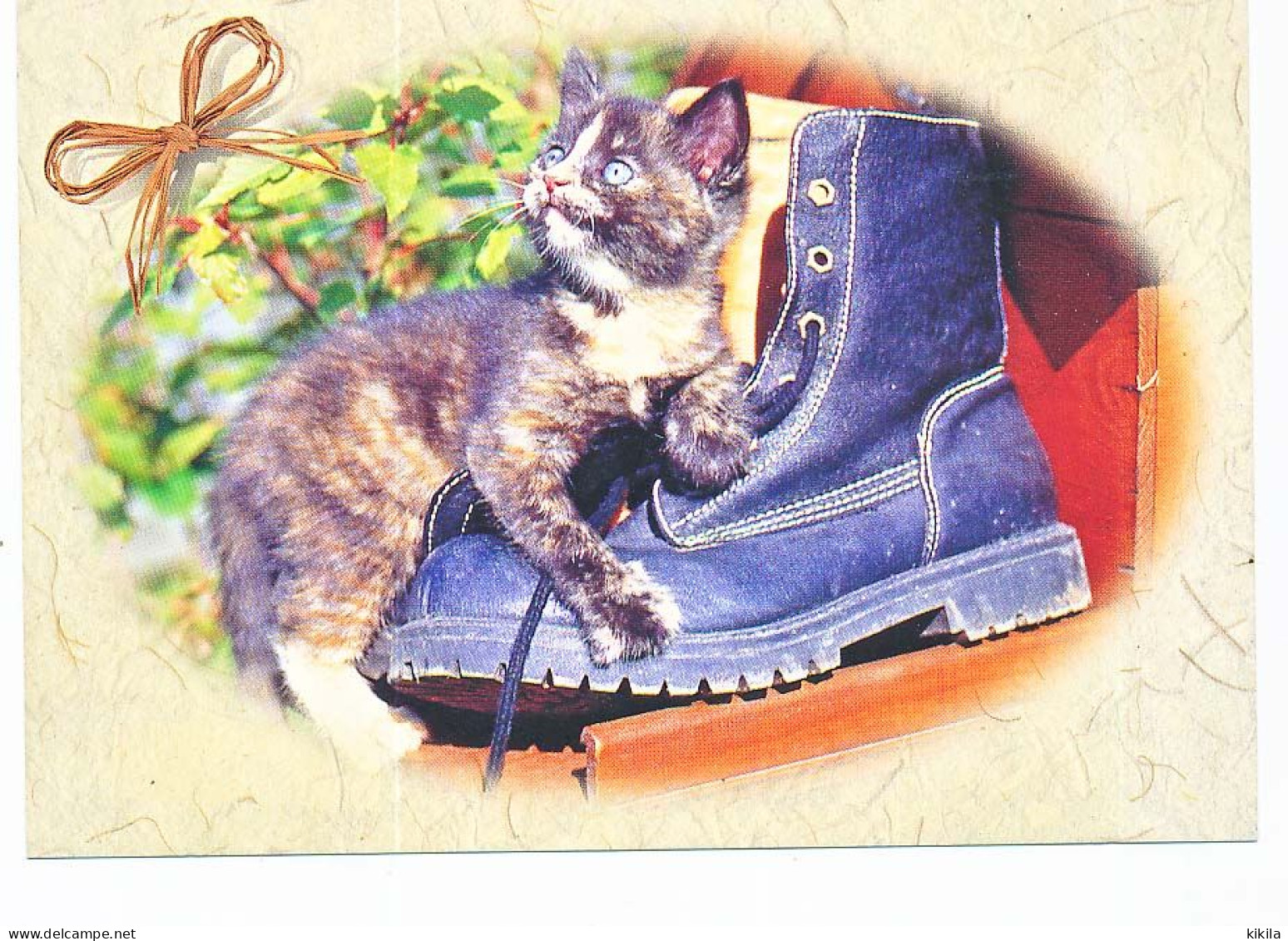 CPSM / CPM 10.5 X 15  Chaussure  Chat (2)  Chaton    Photo J.M. Sotto - Chats