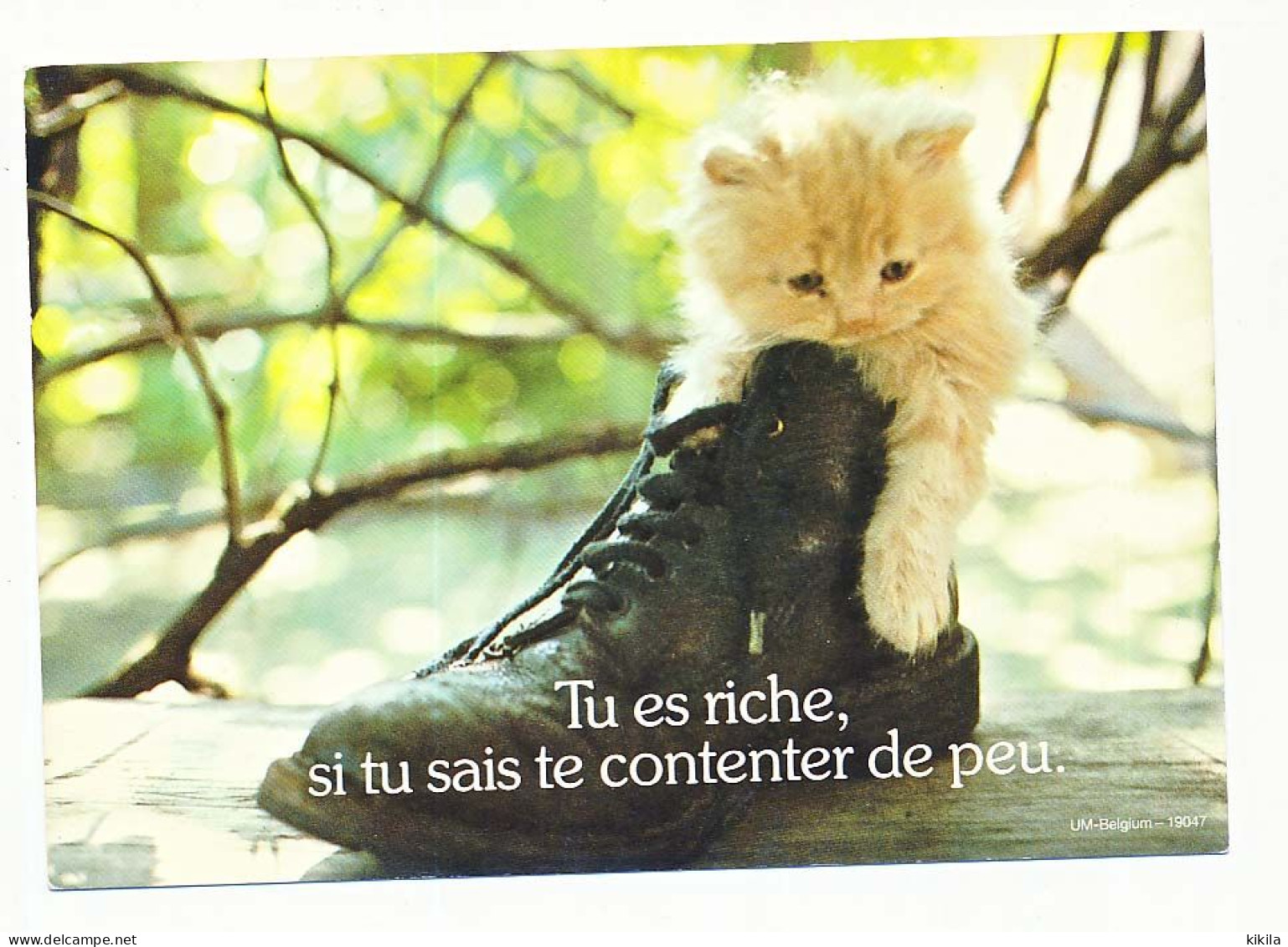 CPSM / CPM 10.5 X 15 Chaussure Chat (3)  Chaton  "Tu Es Riche, Si Tu Sais Te Contenter De Peu" - Cats