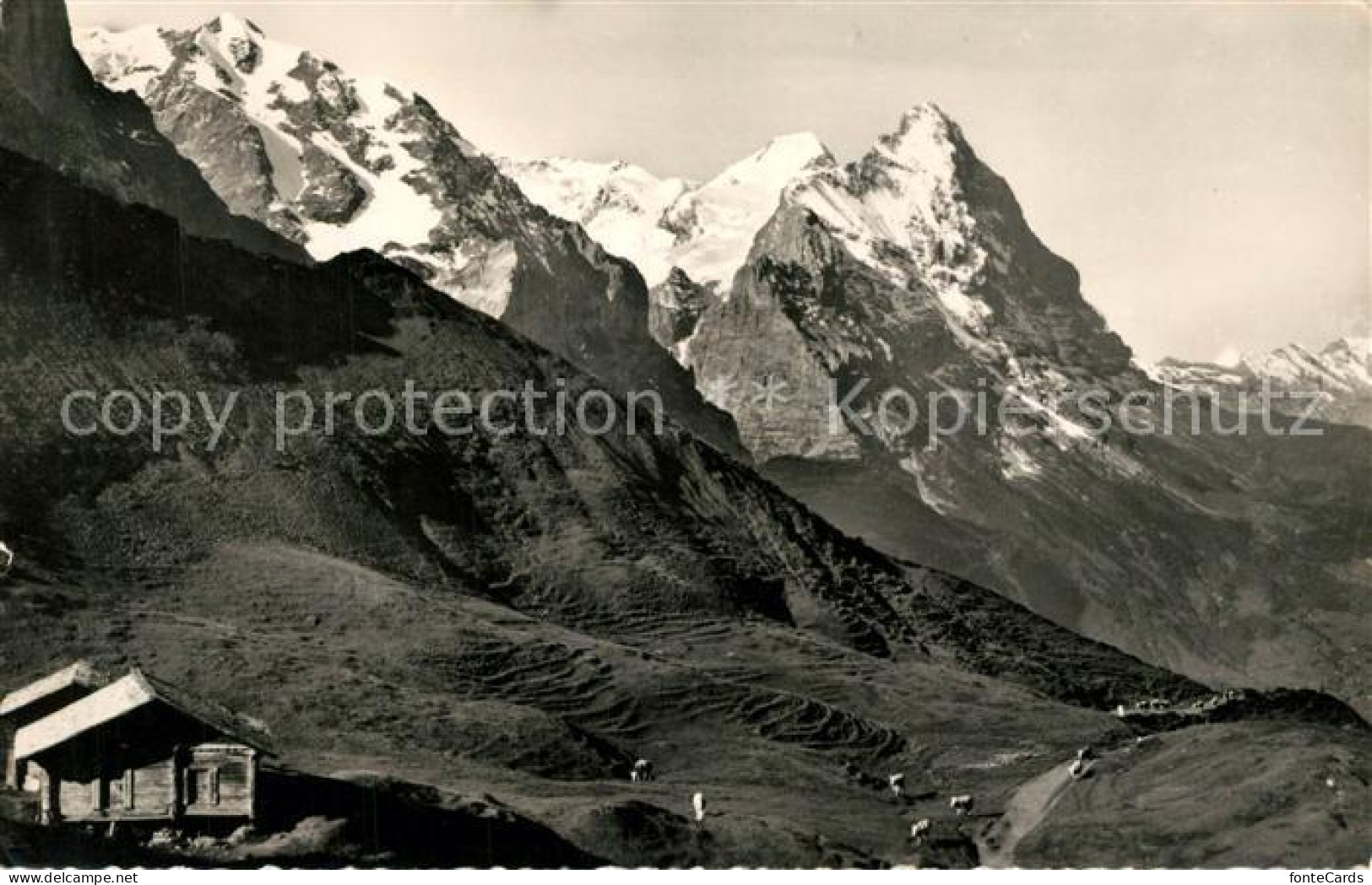 13195843 Grosse Scheidegg Mettenberg Moench Eiger Grosse Scheidegg - Otros & Sin Clasificación