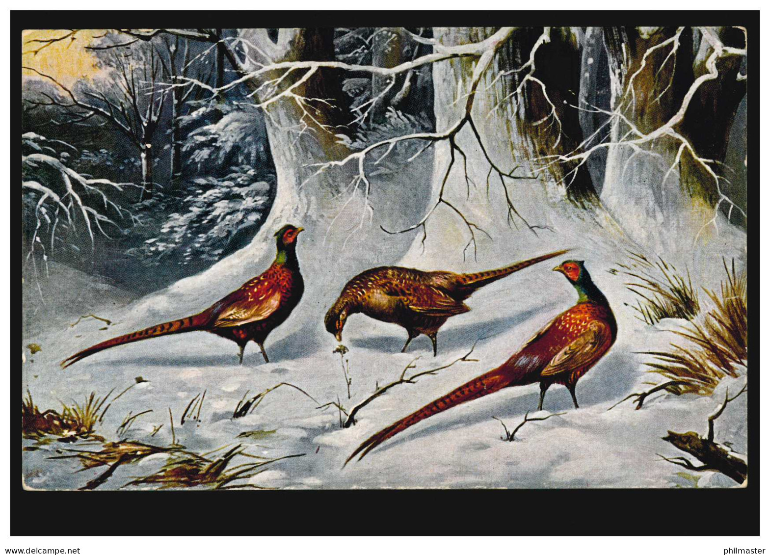 Tiere-AK Vögel - Drei Fasane In Winterlandschaft, Ungebraucht, Um 1910  - Vogels