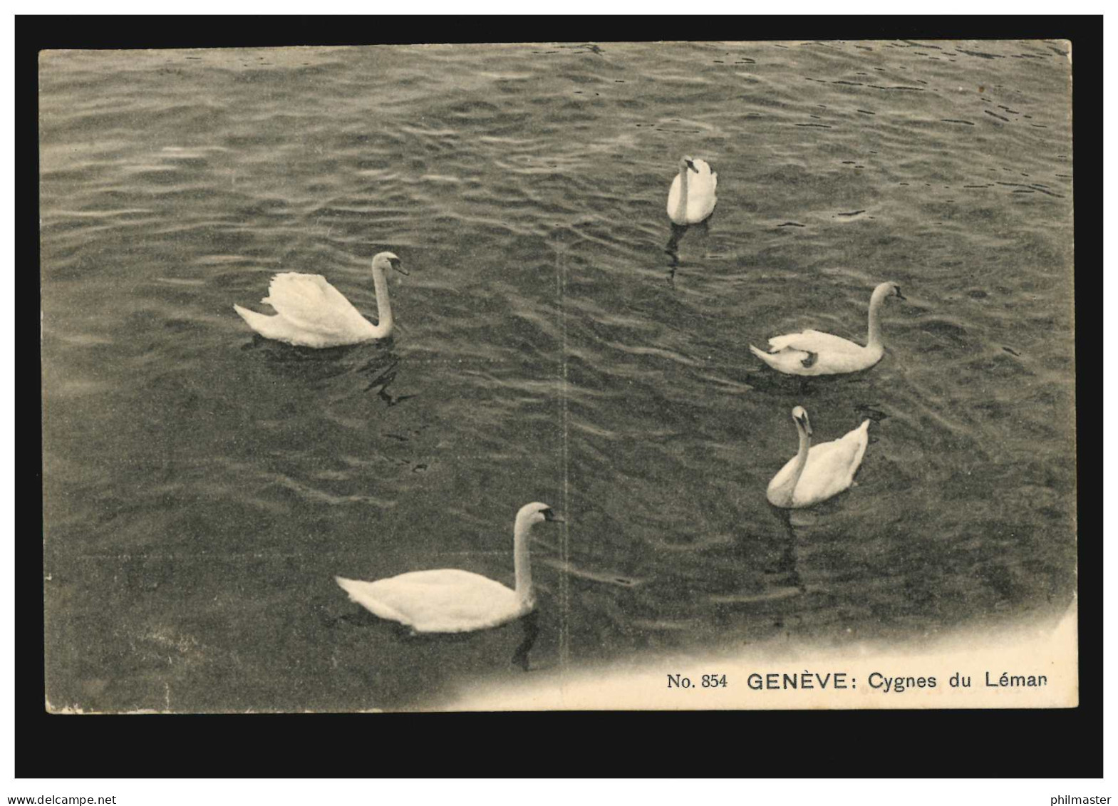 Foto-AK Schwäne Auf Dem Genfersee / Cygnes Du Leman, GENF 8.5.1907 - Birds