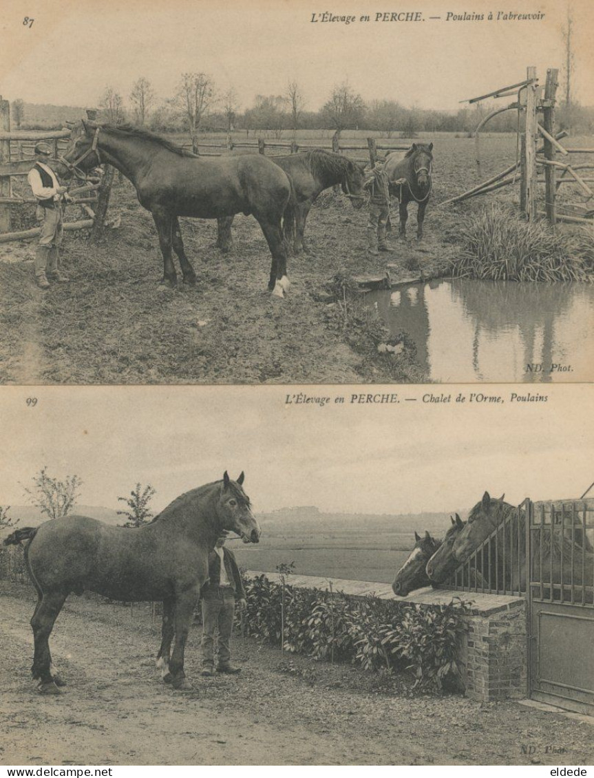 5 CP Elevage En Perche Chevaux - Pferde