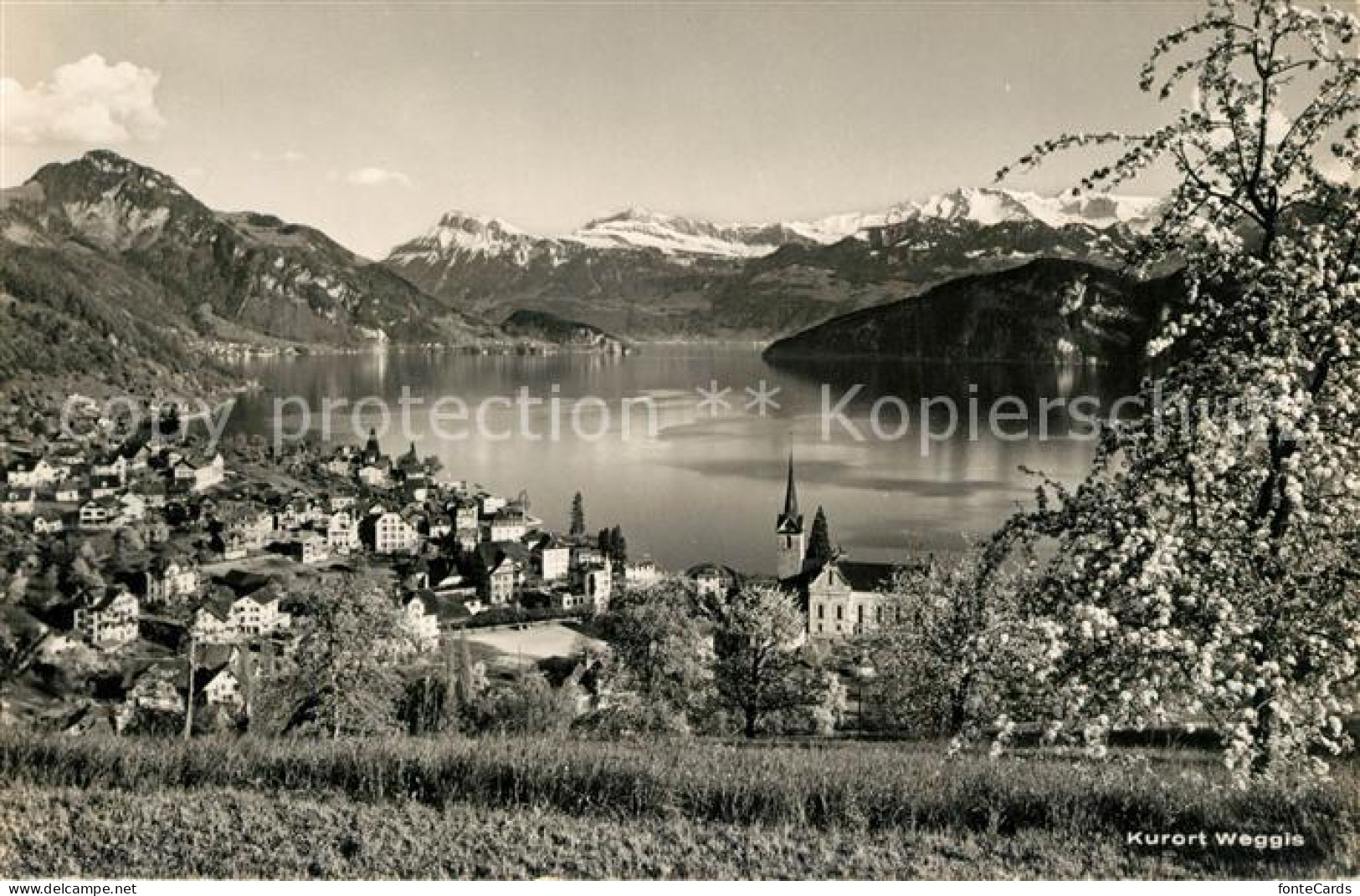 13193011 Weggis Vierwaldstaettersee Panorama Alpen Weggis Vierwaldstaettersee - Otros & Sin Clasificación