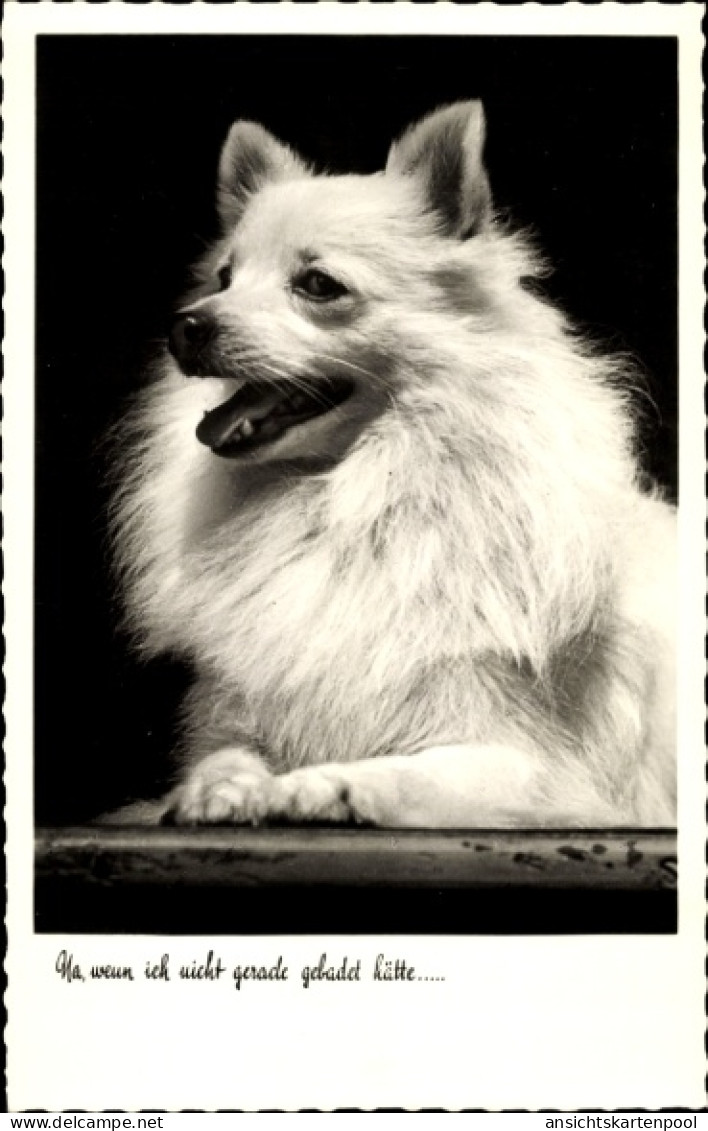CPA Weißer Hund, Spitz, Tierporträt - Autres & Non Classés
