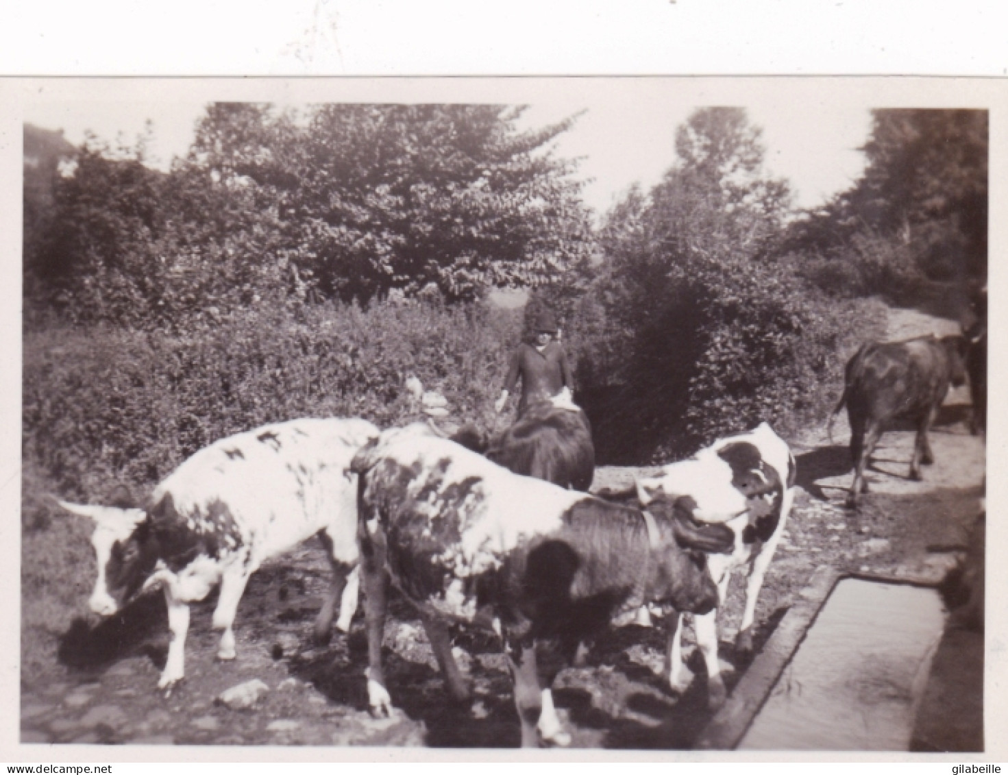 Photo Originale - 1936 - ORCIVAL - Les Vaches A L'abreuvoir - Lugares