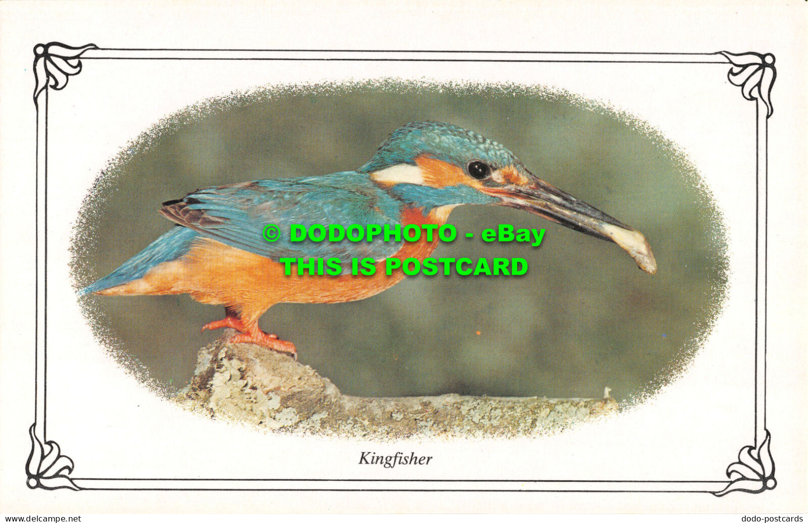 R526149 Kingfisher. Colourmaster International. Cameo. Precision. WB5 - Monde