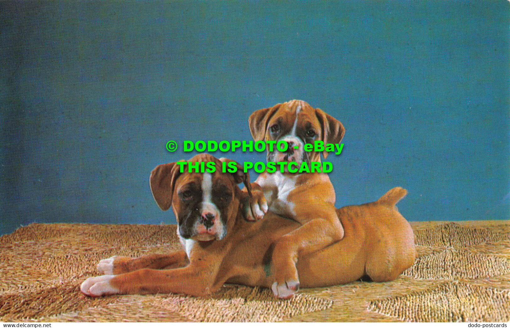 R526152 Purebred Boxer Puppies. Louis And Virginia Kay. Columbia Wholesale Suppl - Monde