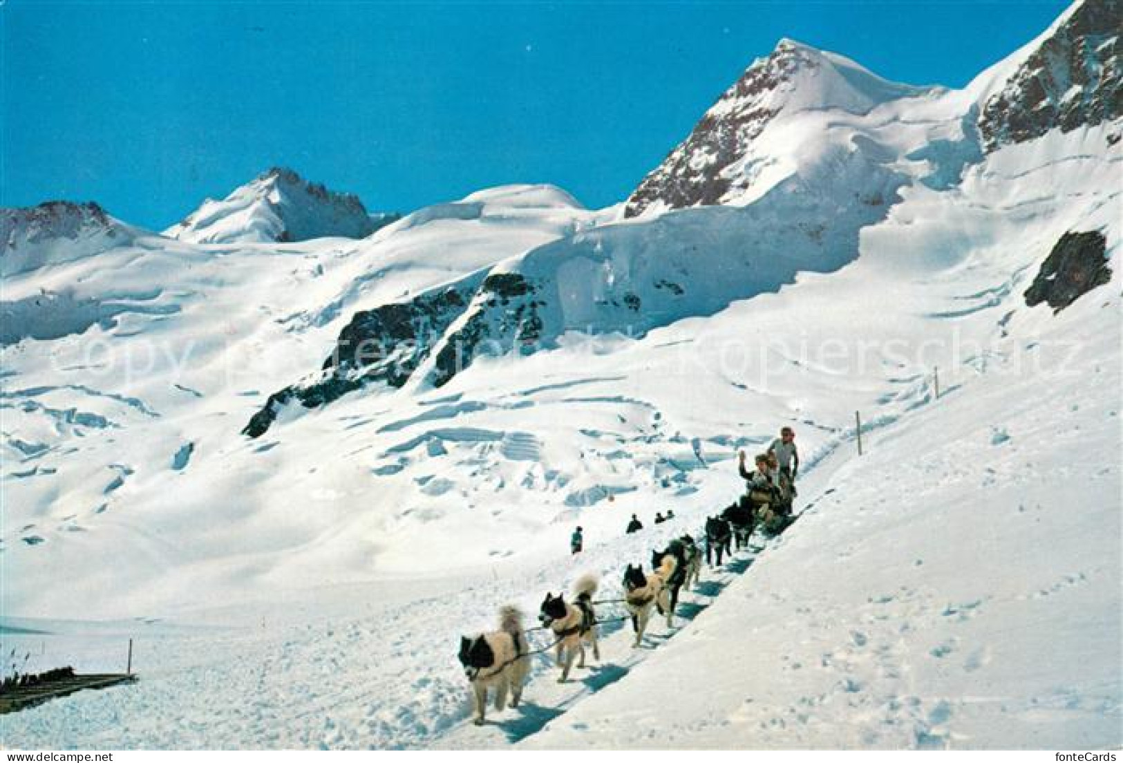 13123578 Jungfraujoch Polarhunde Hundeschlitten Gletscherhorn Rottalhorn Gebirgs - Altri & Non Classificati