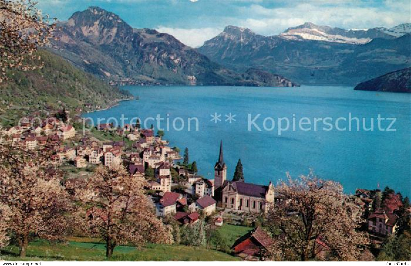 13123574 Weggis Vierwaldstaettersee Gesamtansicht Mit Alpenpanorama Vitznauersto - Autres & Non Classés