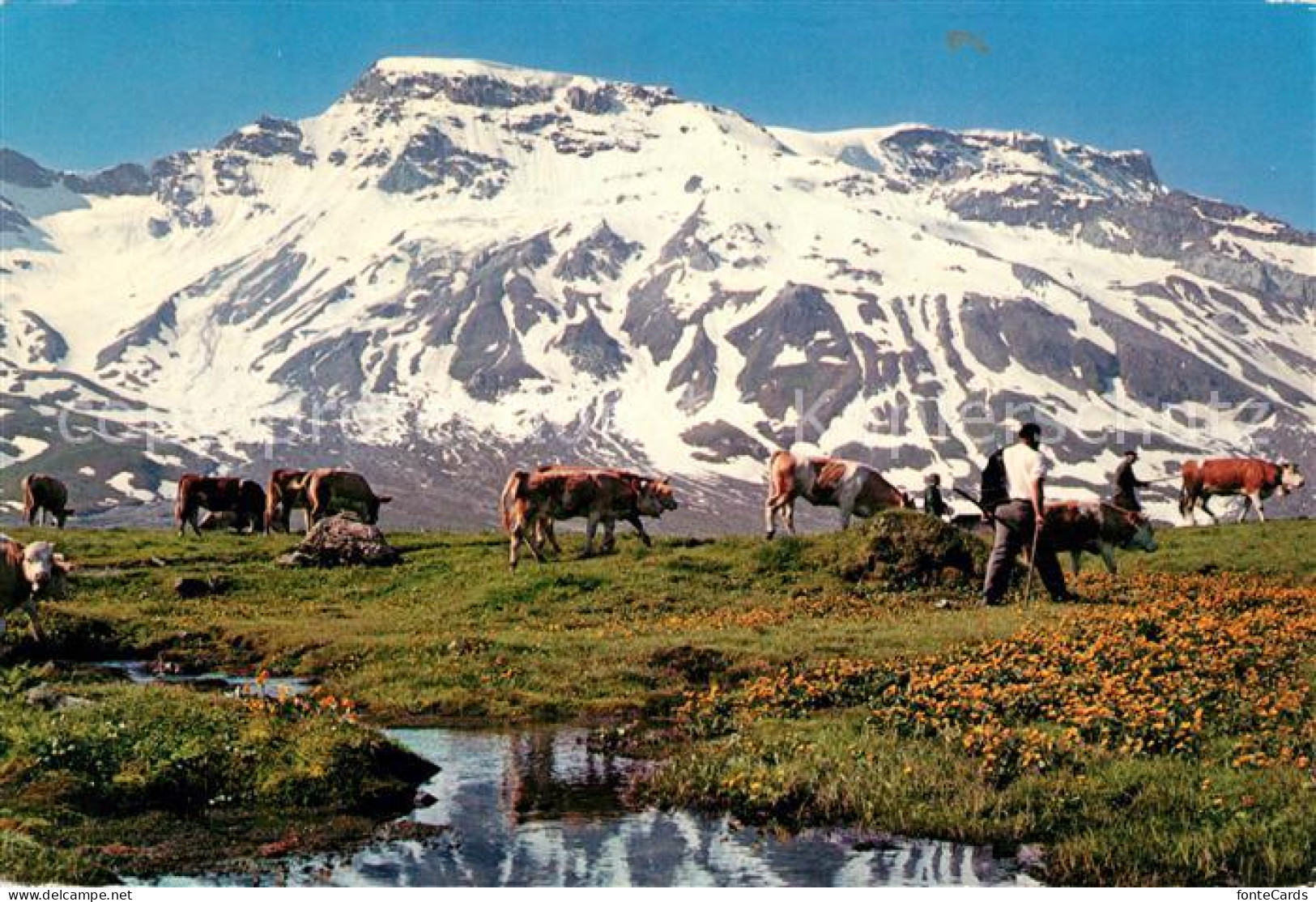 13123522 Adelboden Ankunft Auf Engstligenalp Almvieh Kuehe Wildstrubel Alpen Ade - Altri & Non Classificati