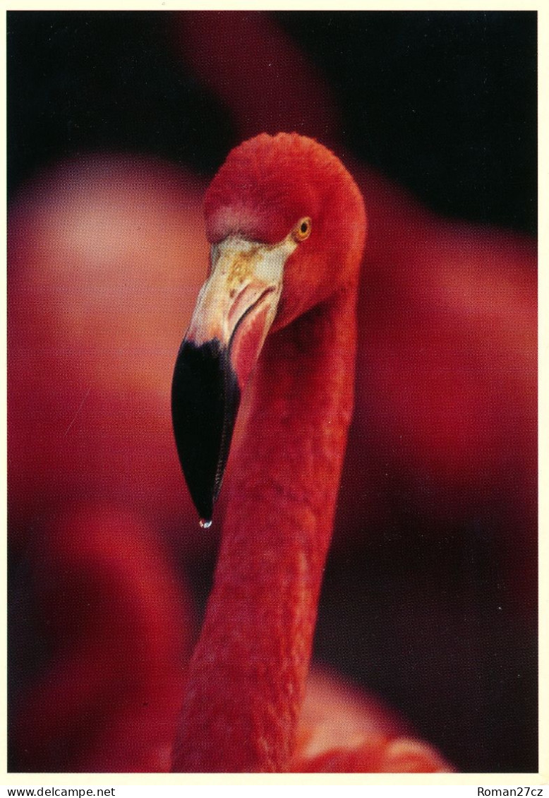 ZOO Antwerpen / ZOO Planckendael, Belgium - Flamingo - Antwerpen