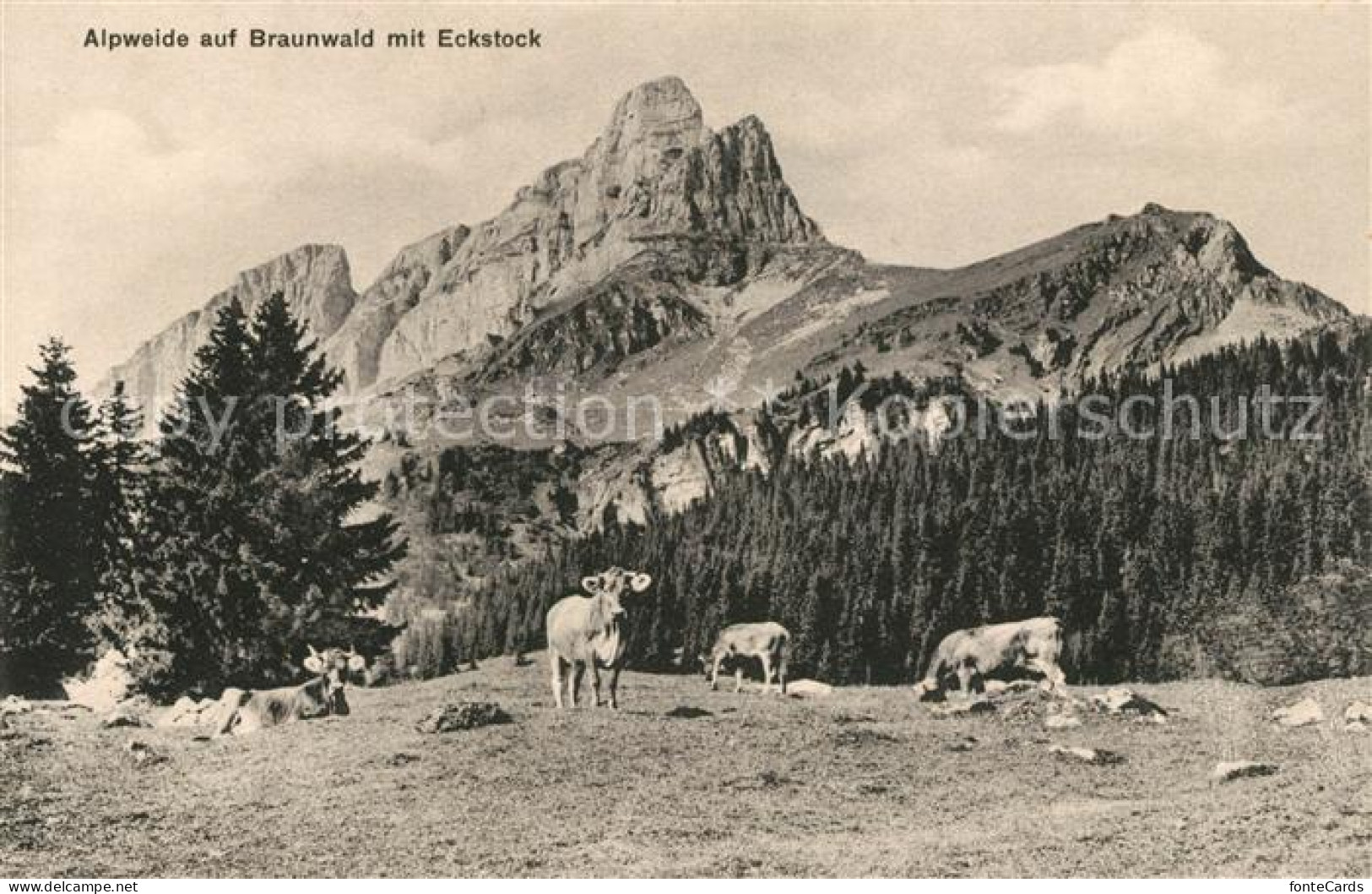 13114543 Braunwald GL Alpweide Mit Eckstock Almvieh Kuehe Alpen Braunwald - Sonstige & Ohne Zuordnung